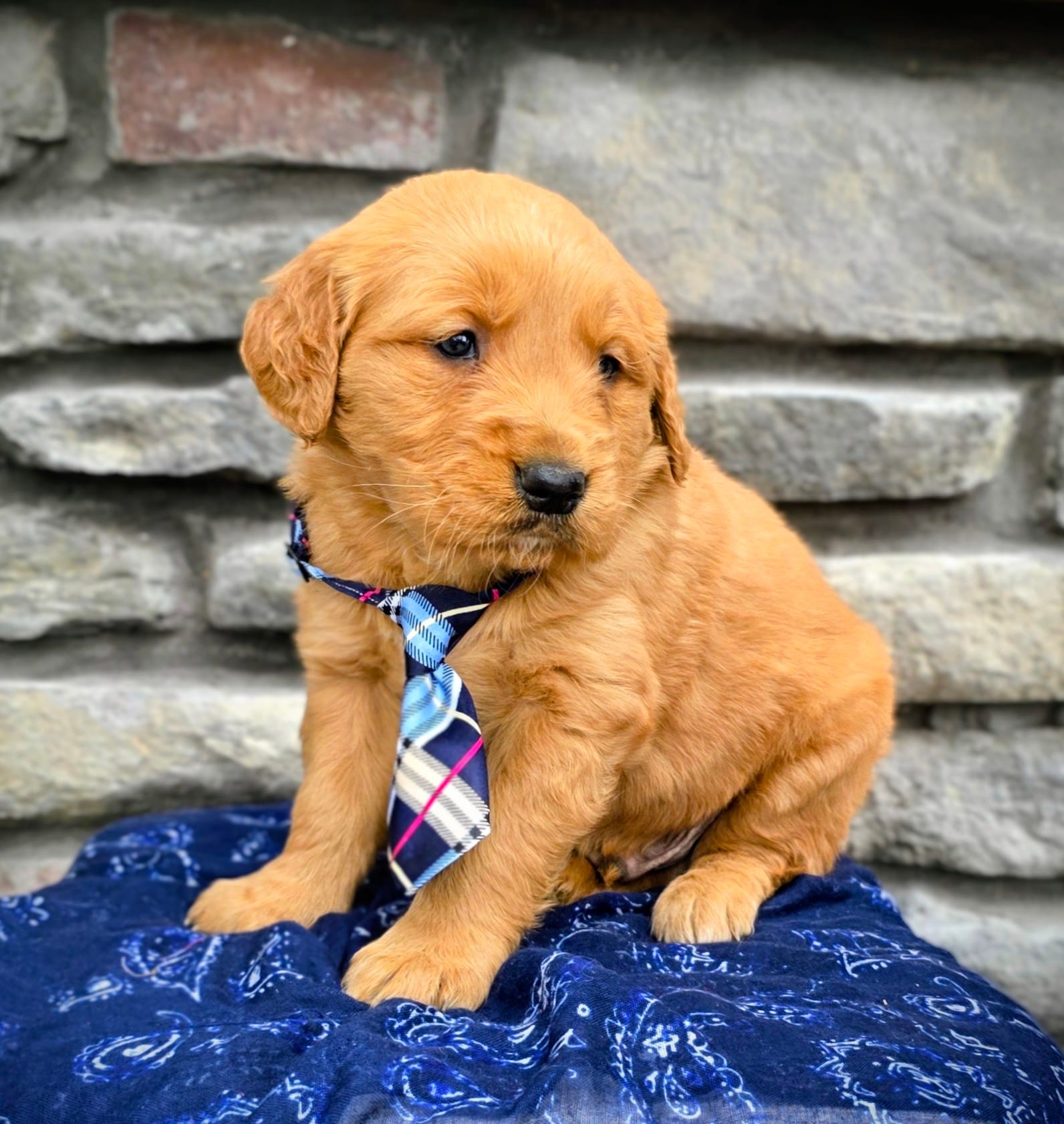 Tinker – Golden Retriever puppy for sale in Grabill, IN