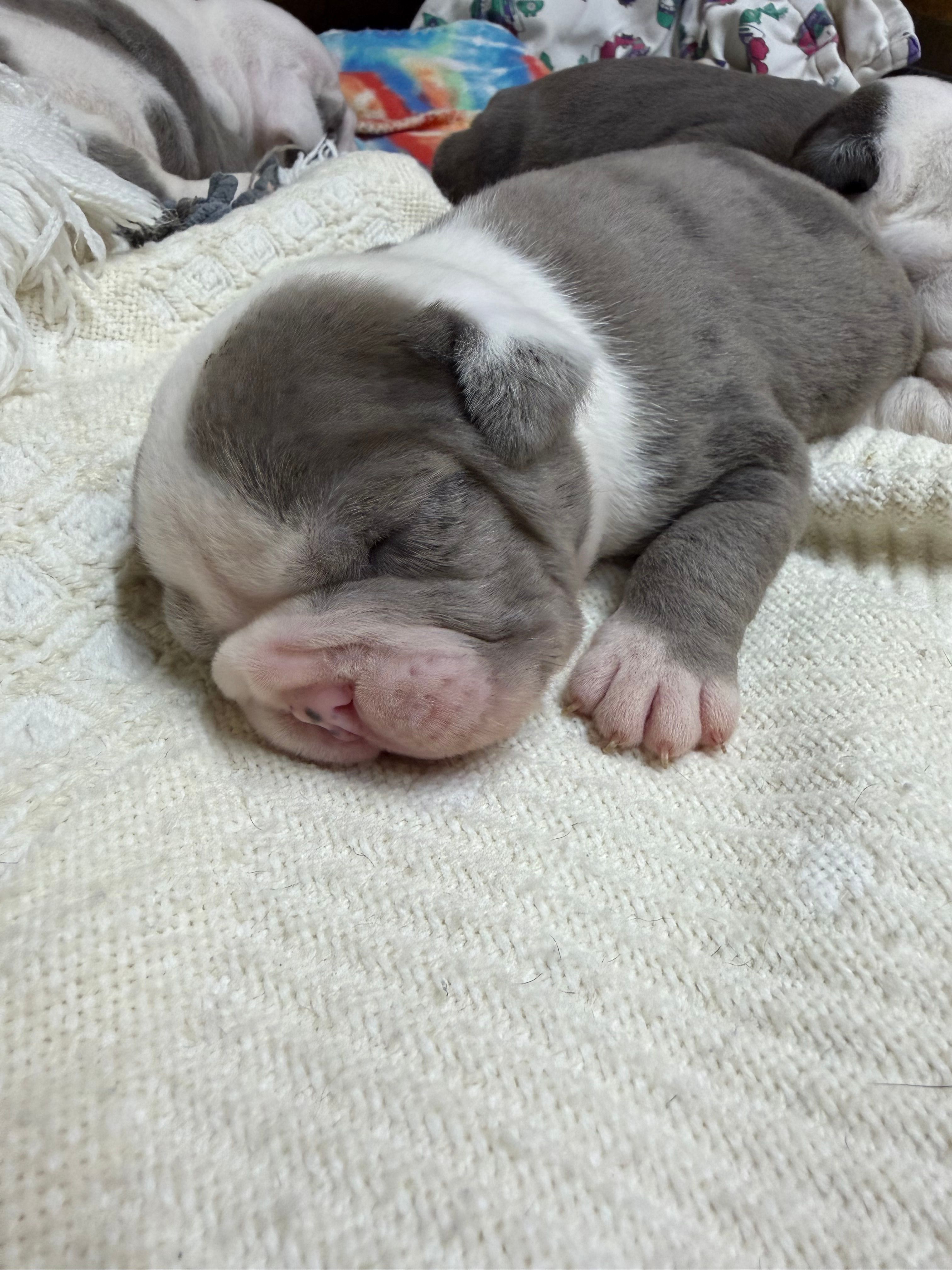 Lolli pup 4 – Olde English Bulldogge puppy for sale in Bryan, TX