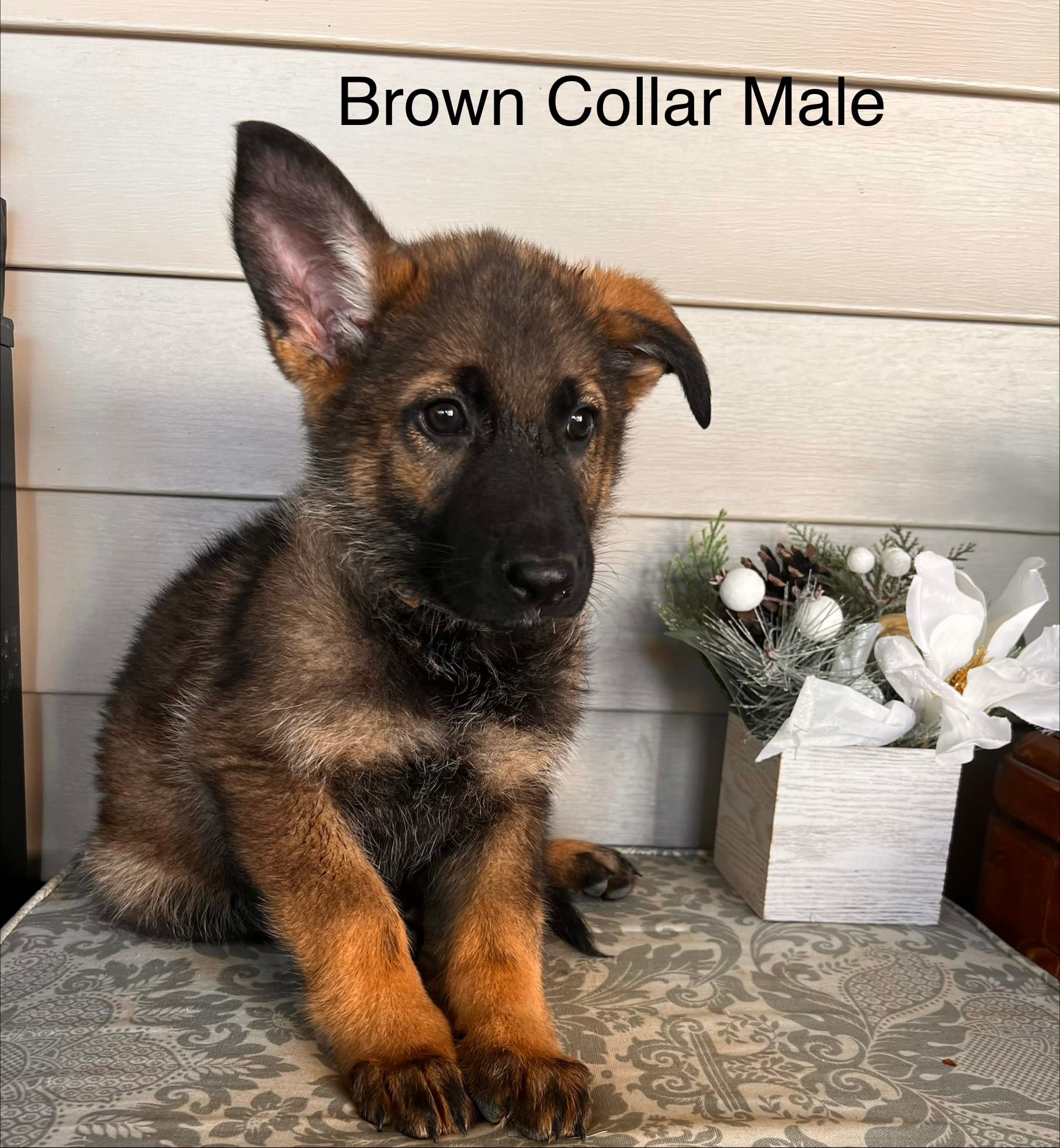 Brown Collar Male – German Shepherd Dog puppy for sale in Morrisville, MO