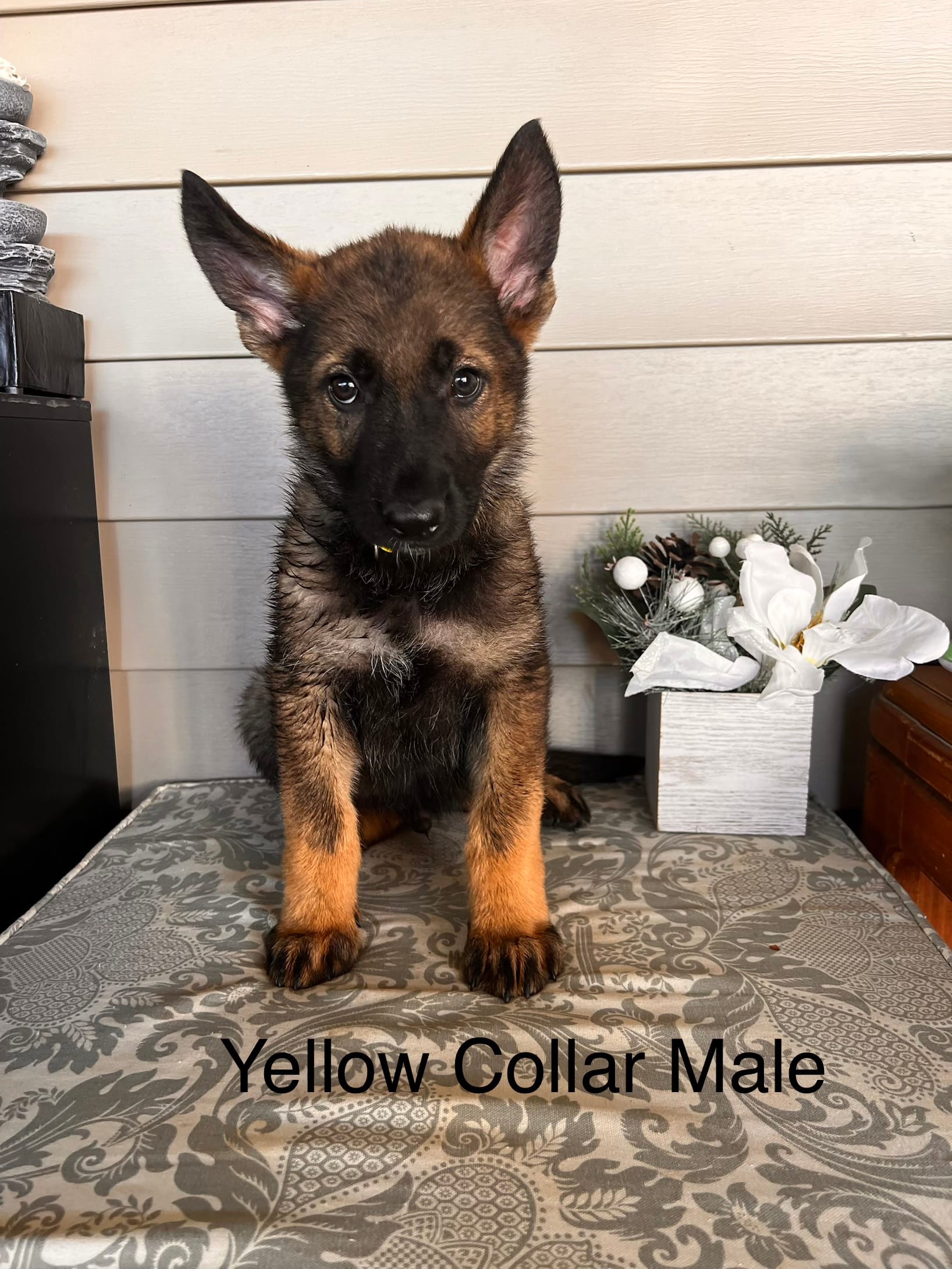 Yellow Collar Male – German Shepherd Dog puppy for sale in Morrisville, MO
