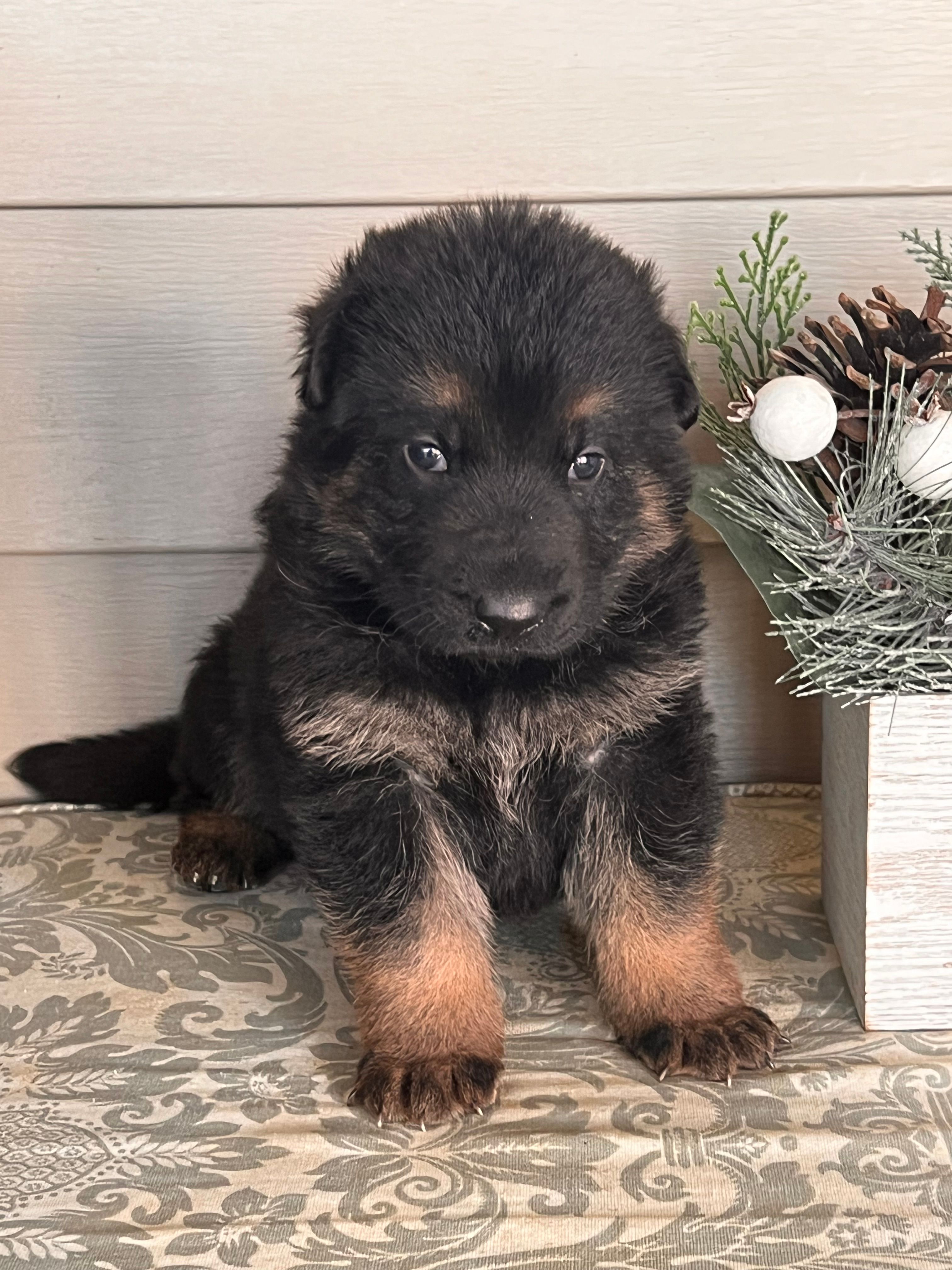 Blue Collar Male , a male German Shepherd Dog for sale in Morrisville, MO – Photo 6 of 6