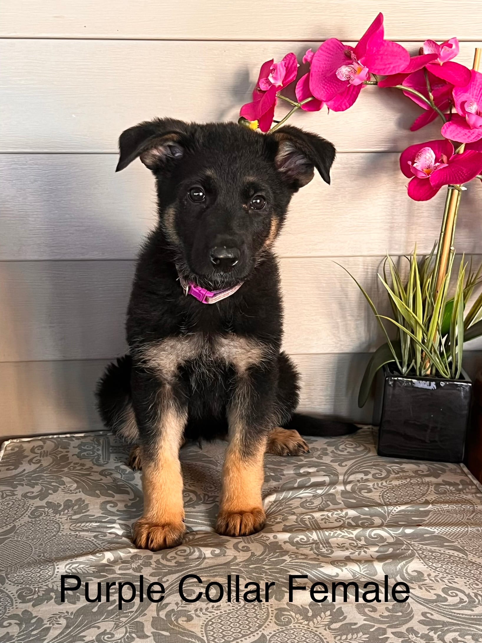 Purple Collar Female Puppy – German Shepherd Dog puppy for sale in Morrisville, MO