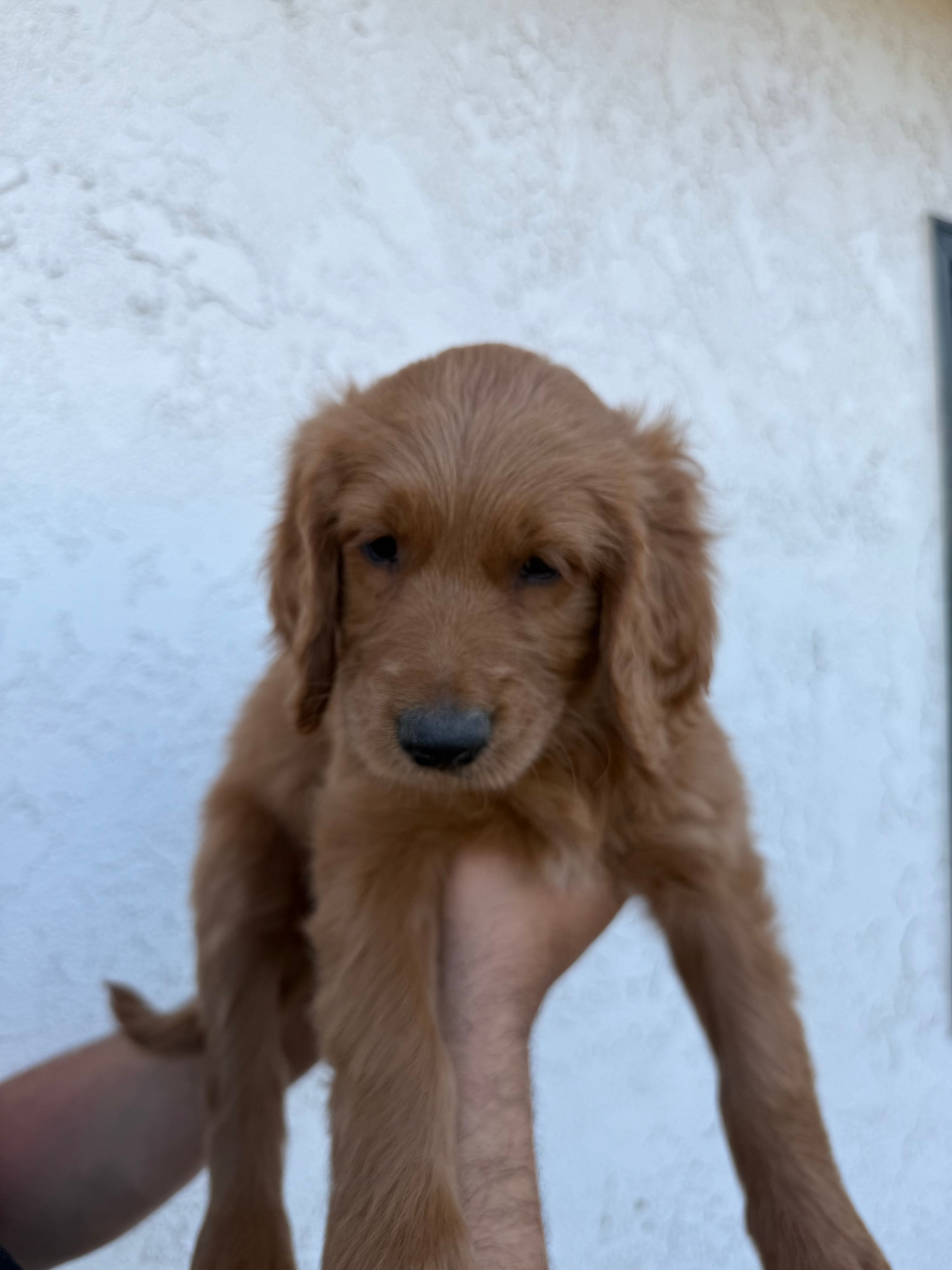 Pinky – Goldendoodle puppy for sale in Cerritos, CA