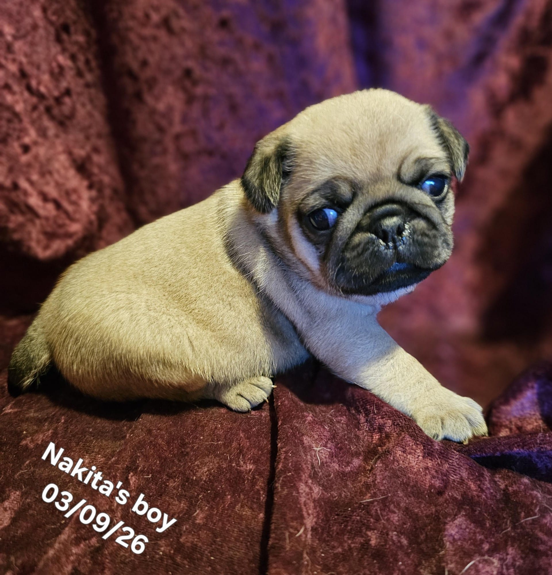 Rowdy – Pug puppy for sale in Water Valley, KY