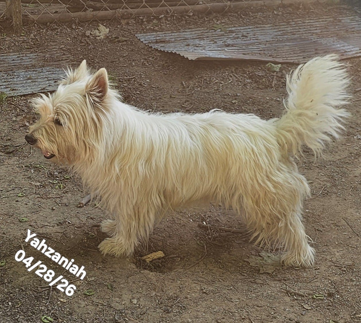Yahzaniah (Yasmien Blu) – West Highland White Terrier puppy for sale in Water Valley, KY