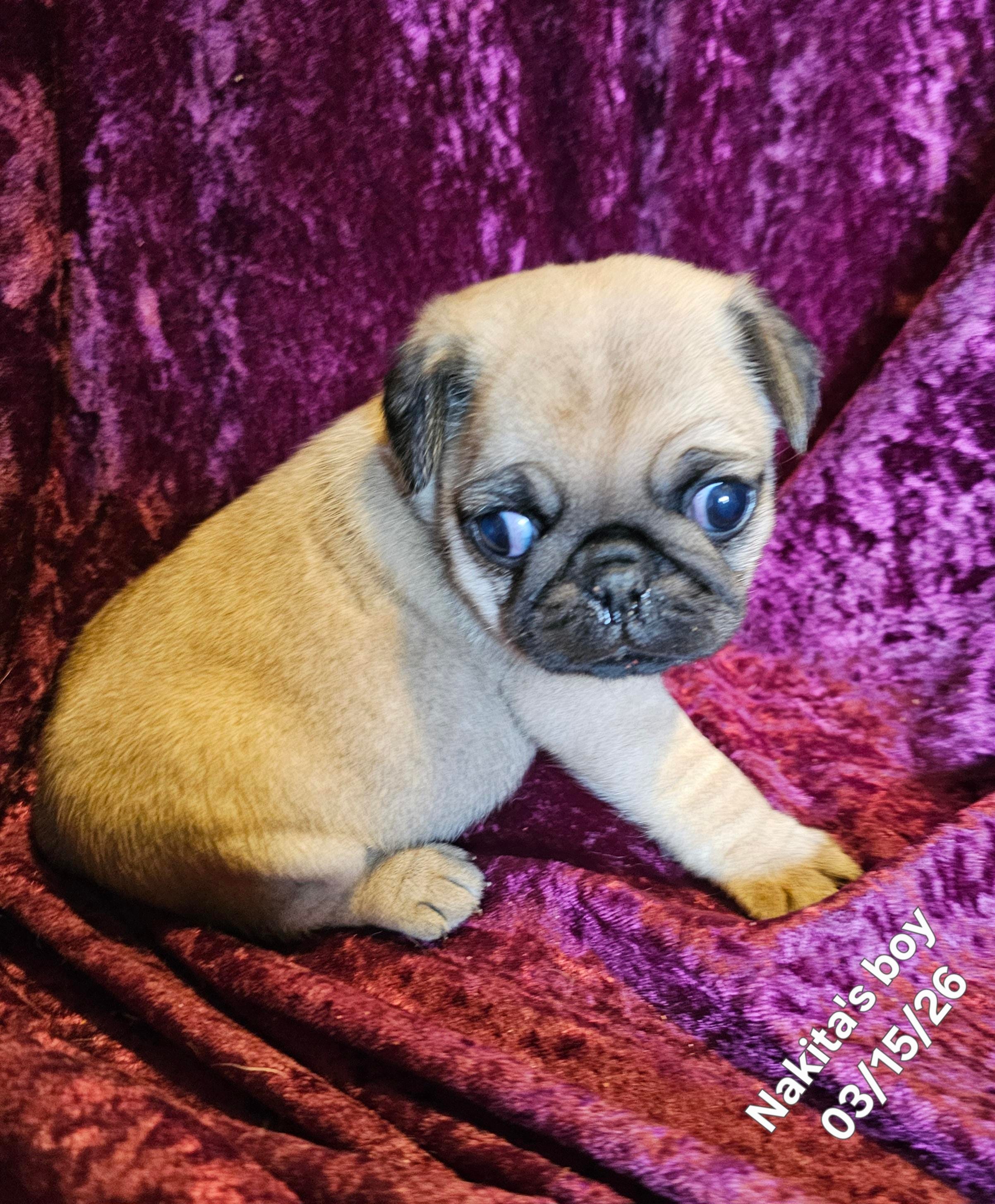 Rowdy – Pug puppy for sale in Water Valley, KY