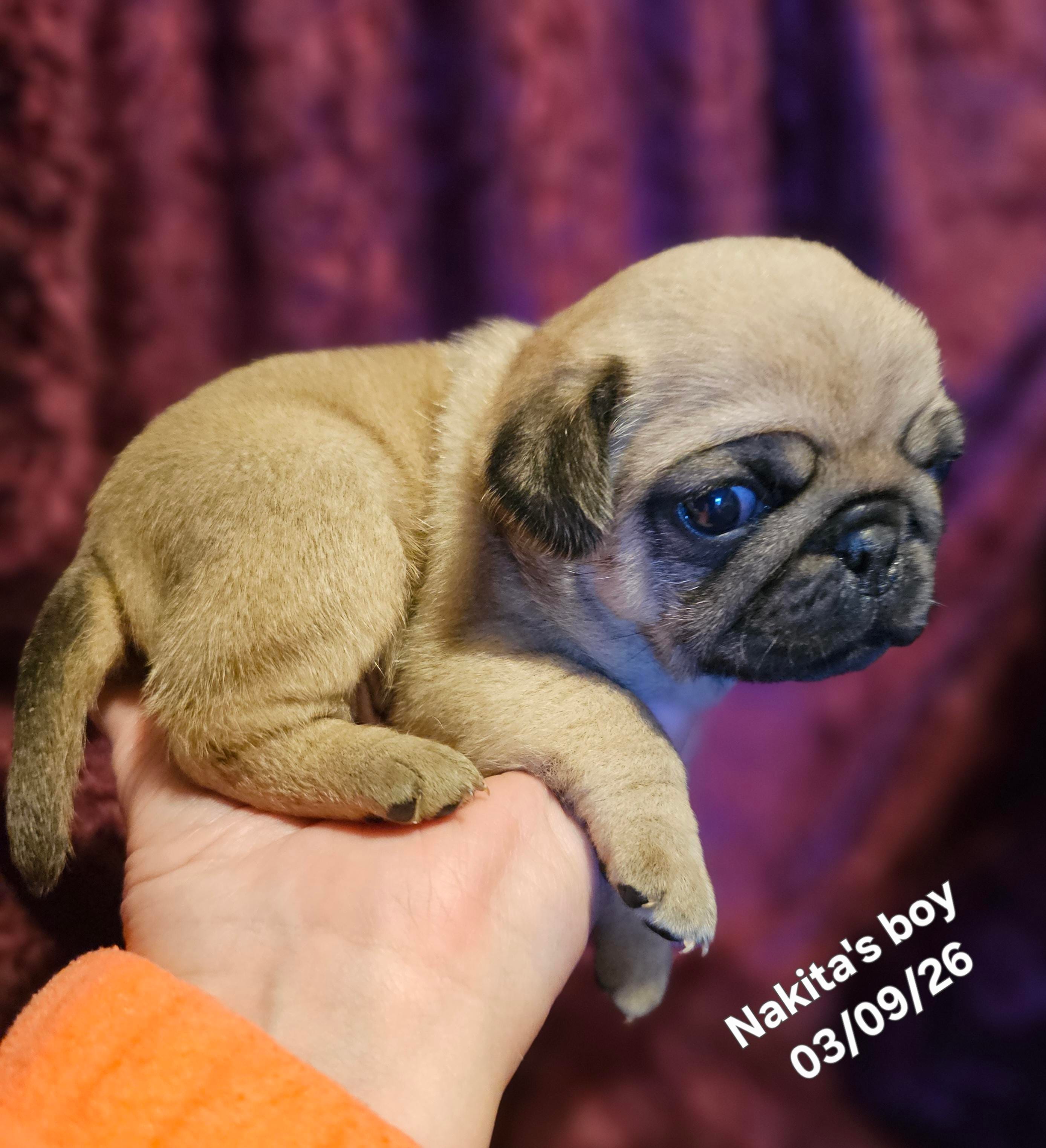 Rowdy – Pug puppy for sale in Water Valley, KY
