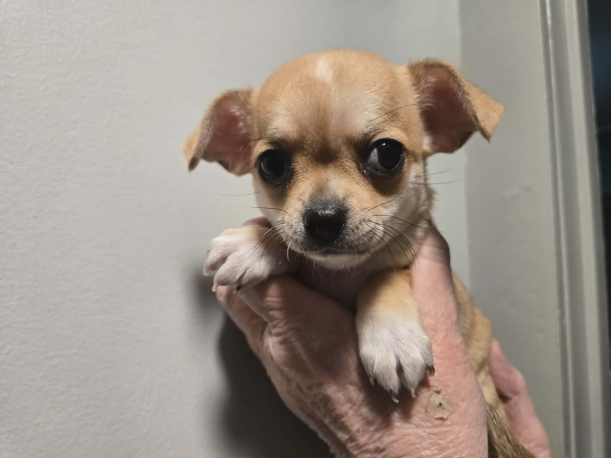 Tan-tan – Chihuahua puppy for sale in Caldwell, ID