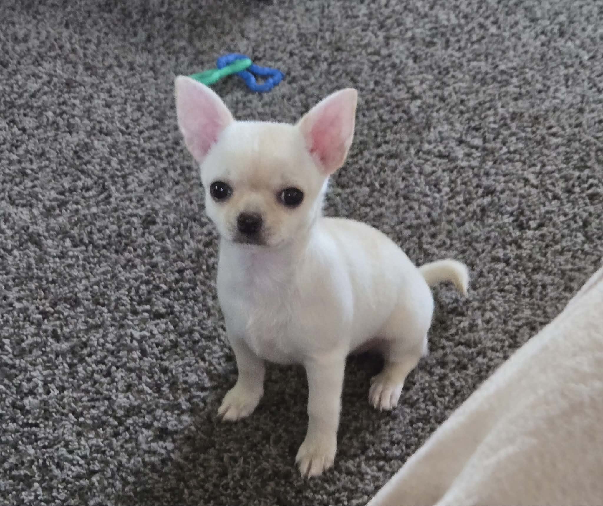 Cream – Chihuahua puppy for sale in Caldwell, ID