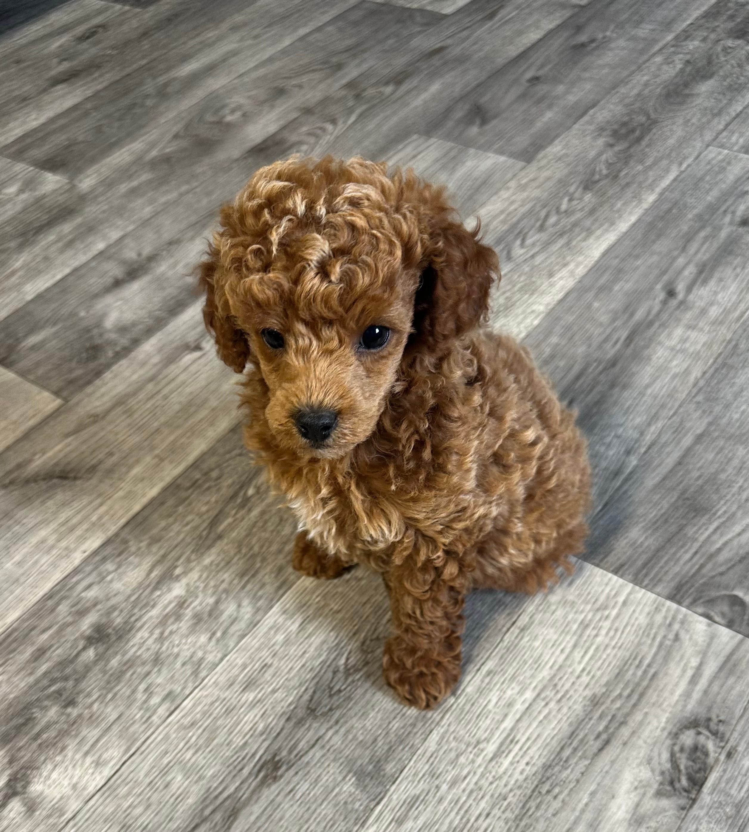AKC Cupid – Poodle - Miniature  puppy for sale in Pacolet, SC