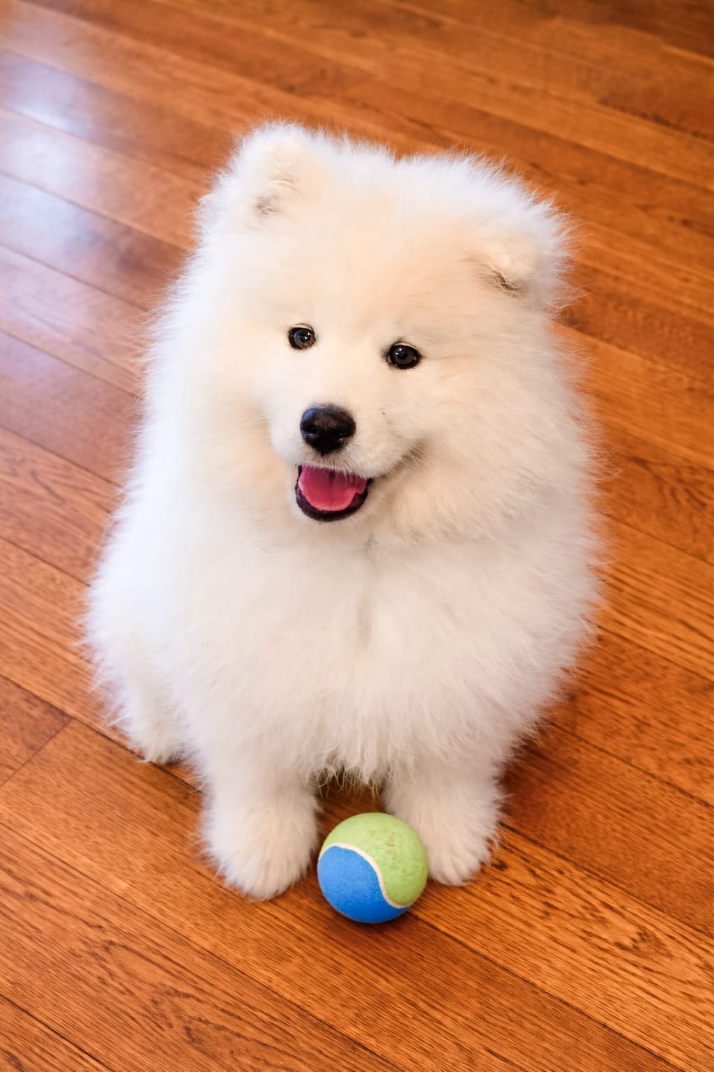 Sparki – Samoyed puppy for sale in Linden, WI