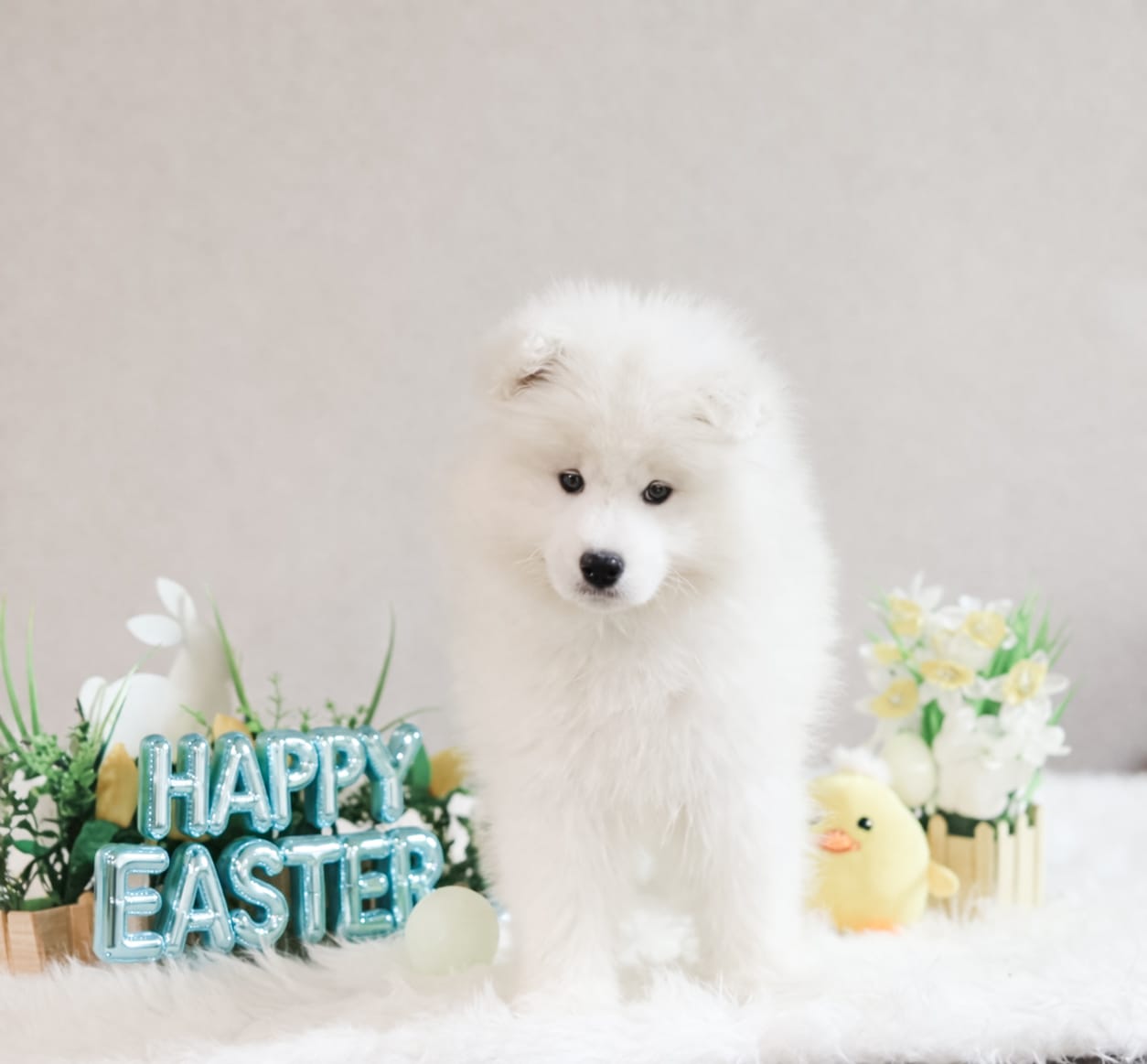 Sparki – Samoyed puppy for sale in Linden, WI