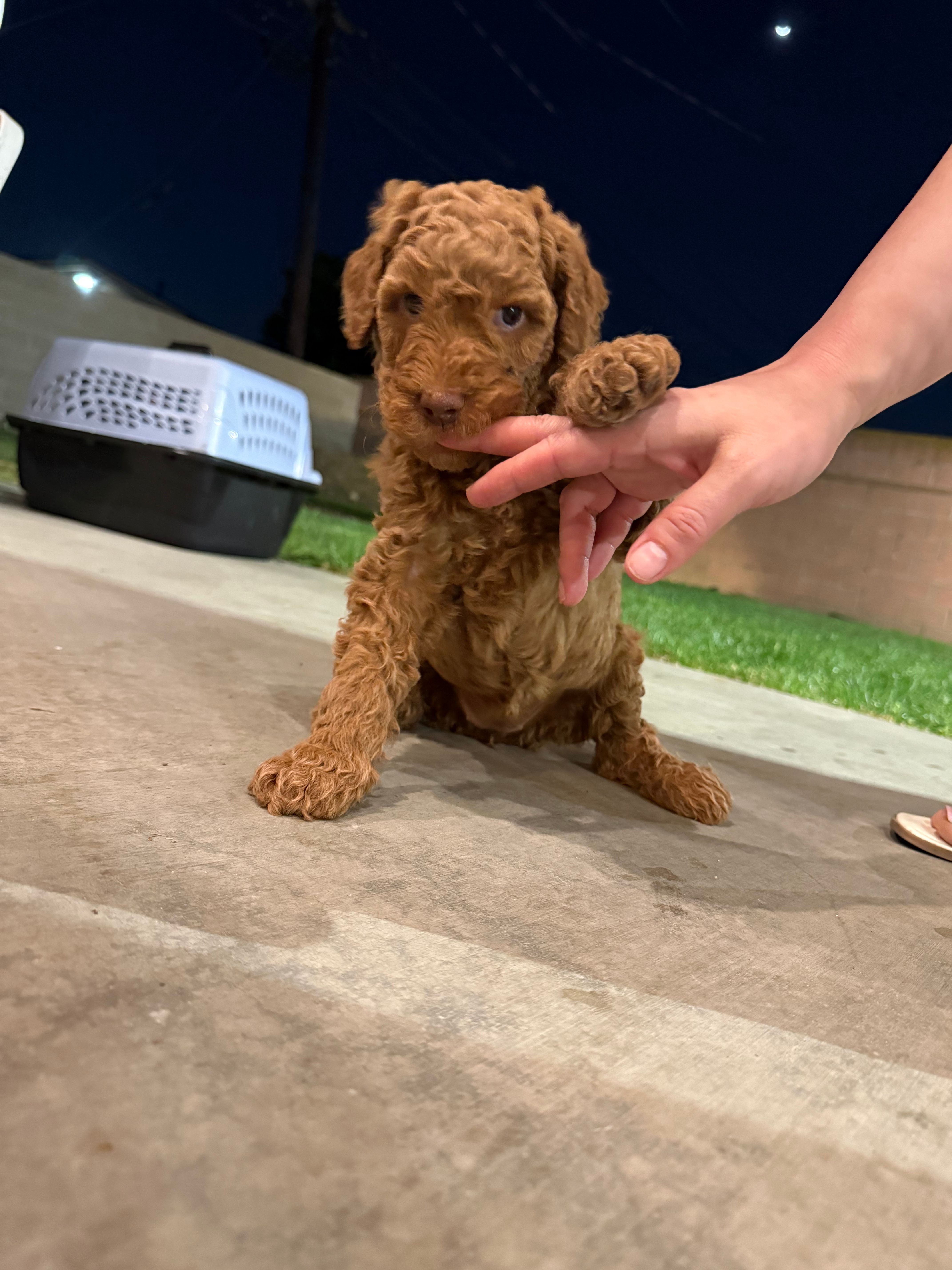 Red Girl Poodle – Poodle - Standard  puppy for sale in Downey, CA