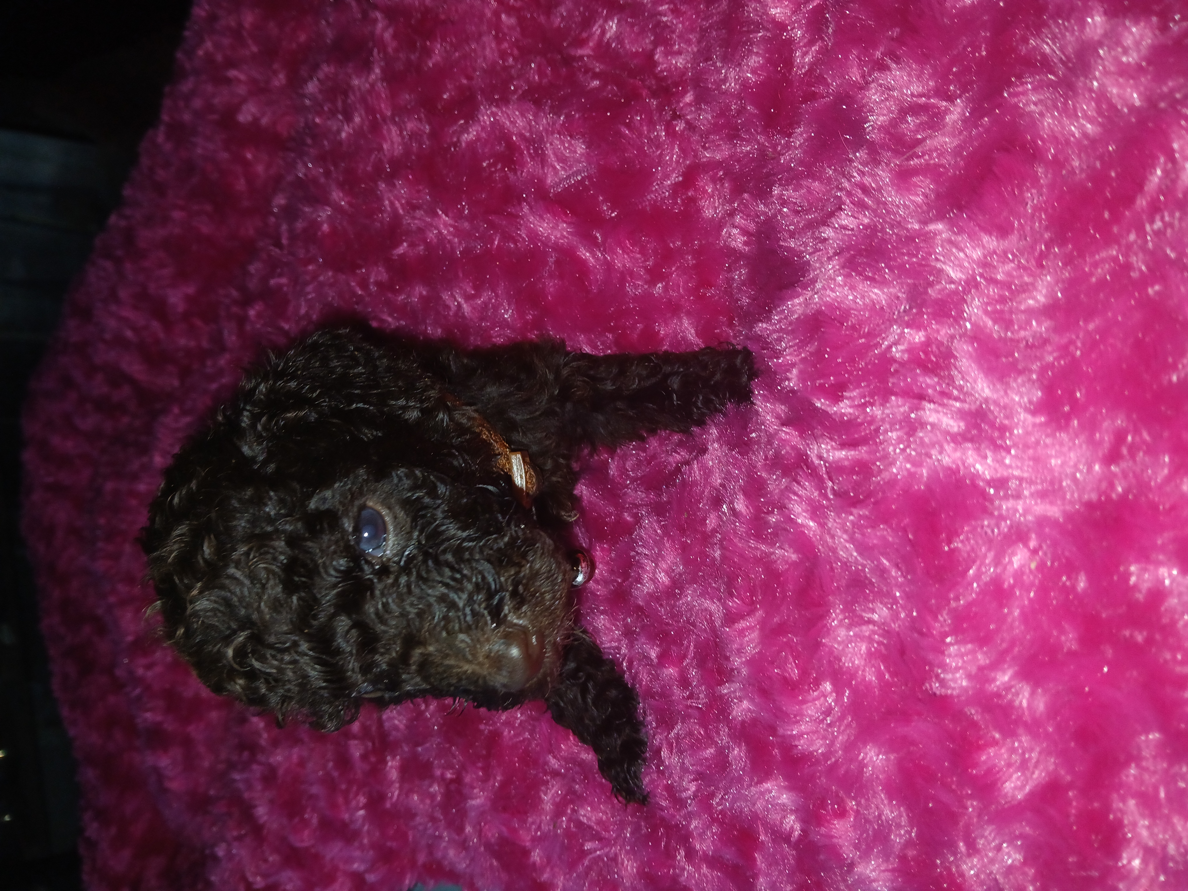 Phineas (brown collar) CKC – Labradoodle puppy for sale in Barnesville, GA