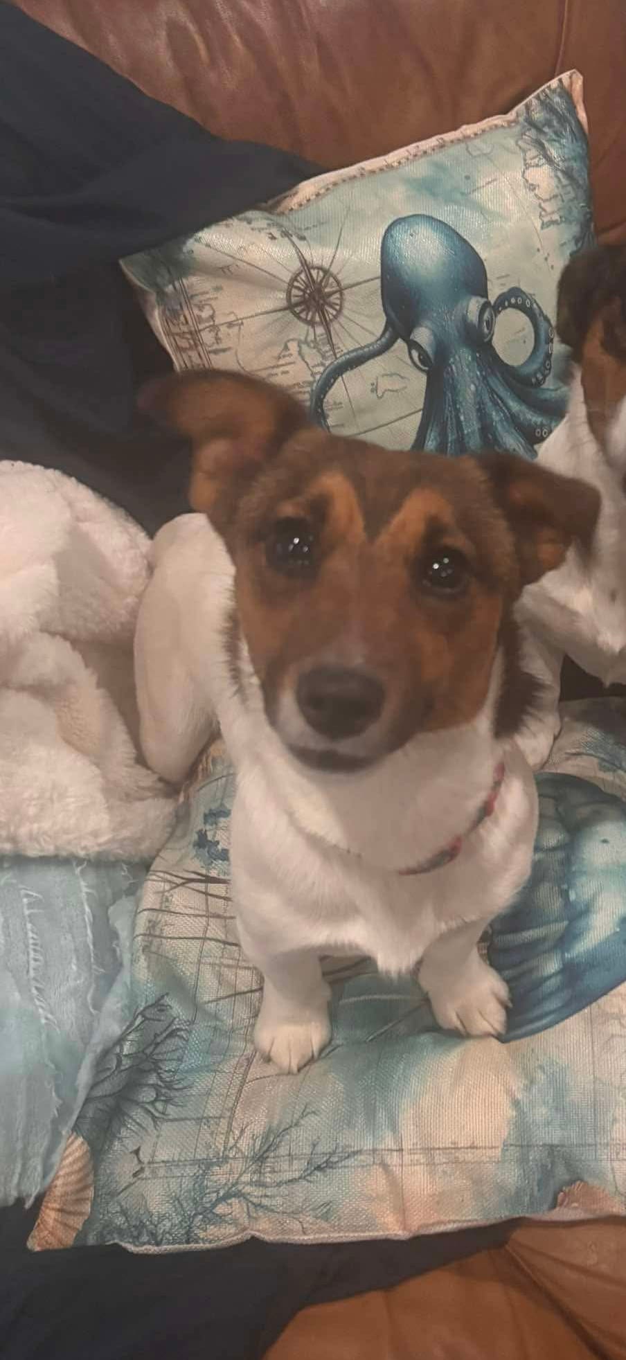 Annabelle  – Jack Russell Terrier puppy for sale in Mashpee, MA