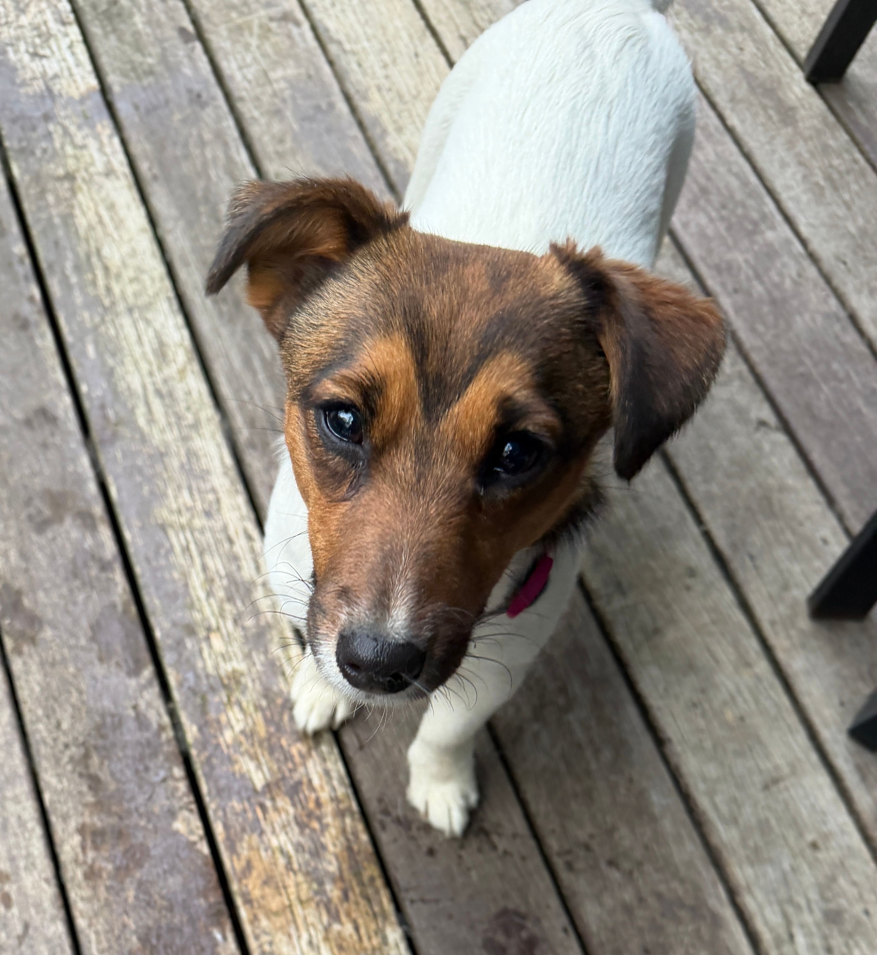 Annabelle  – Jack Russell Terrier puppy for sale in Mashpee, MA