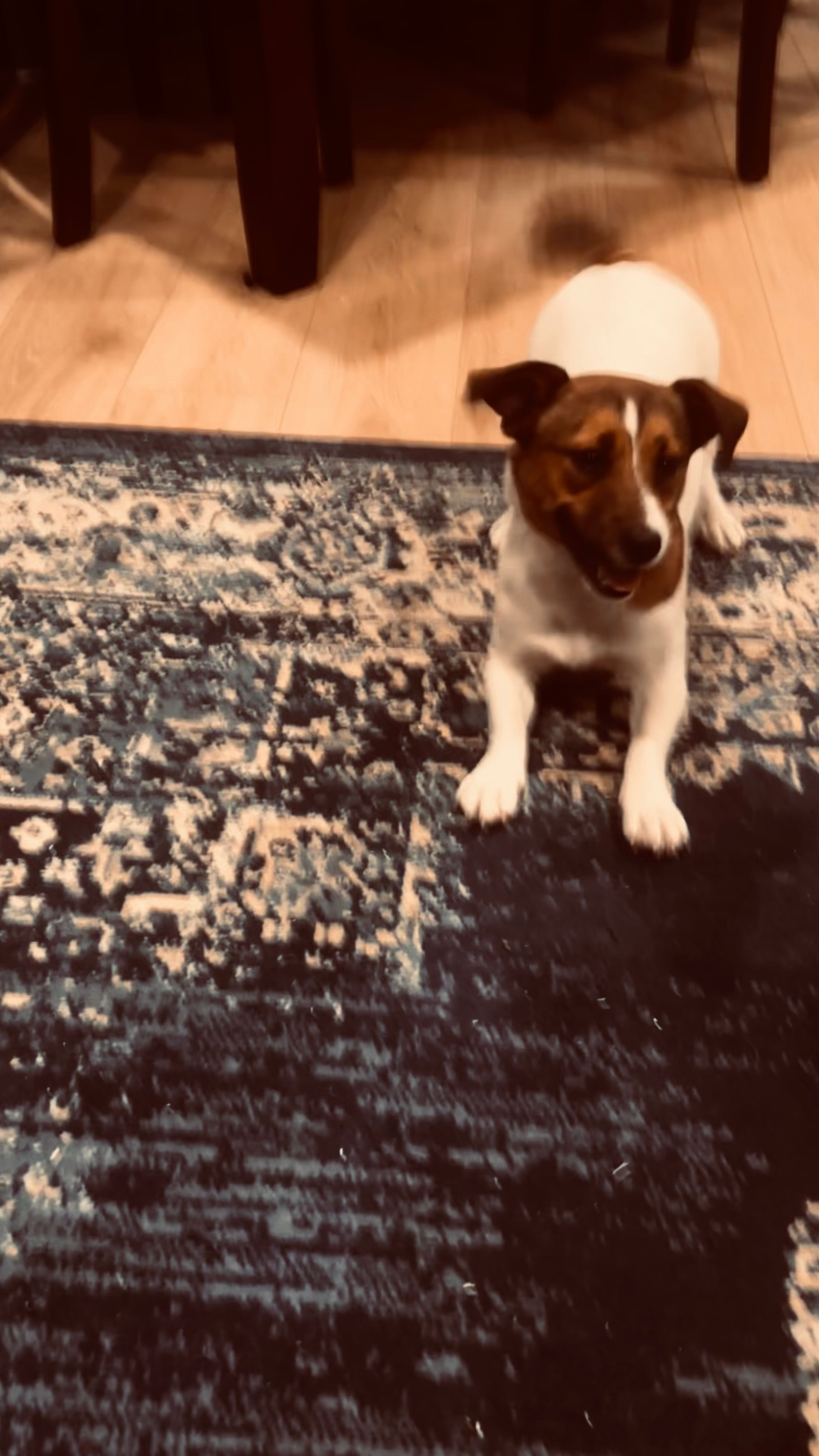 Eloise  – Jack Russell Terrier puppy for sale in Mashpee, MA
