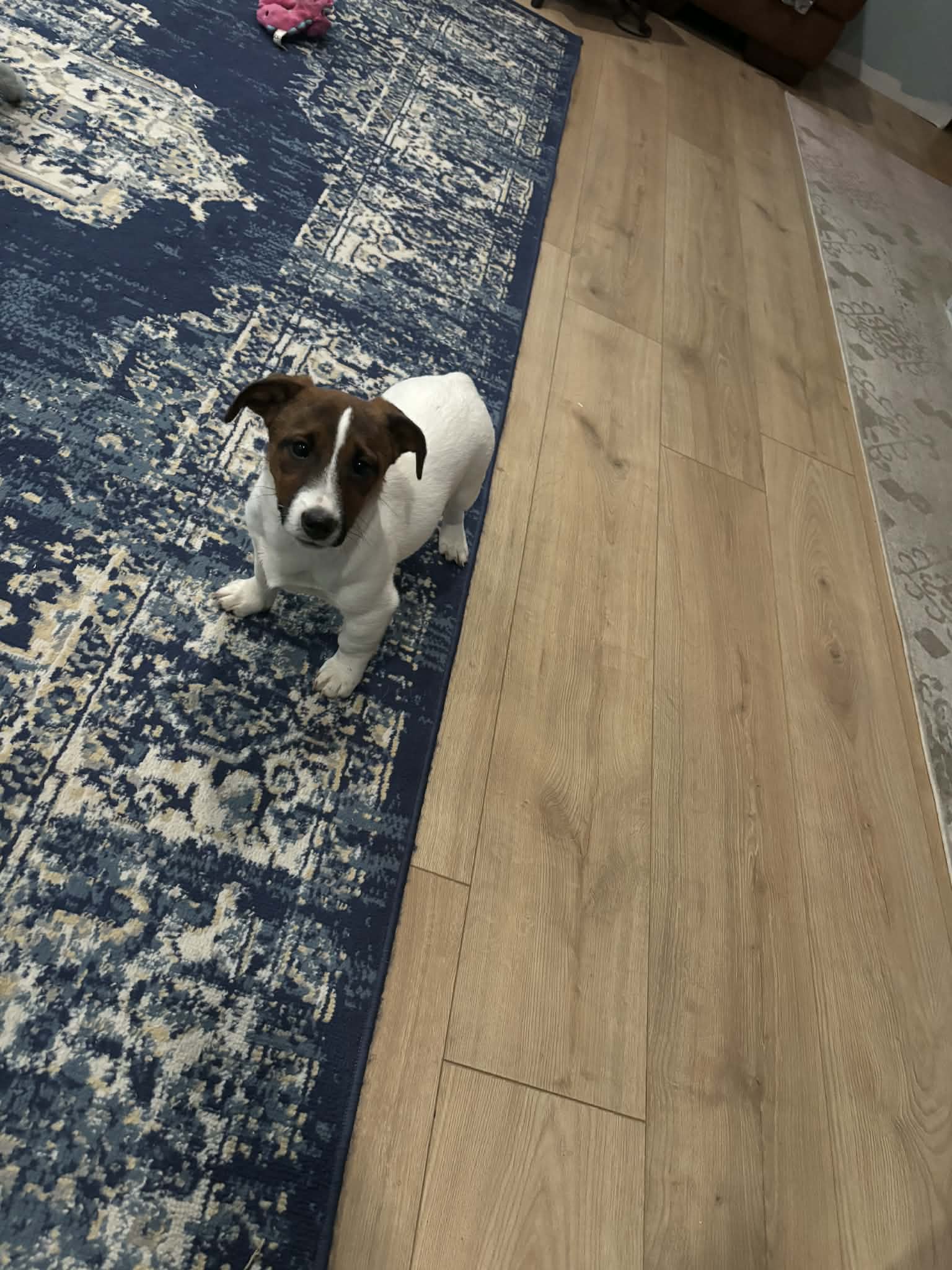 Tonka – Jack Russell Terrier puppy for sale in Mashpee, MA