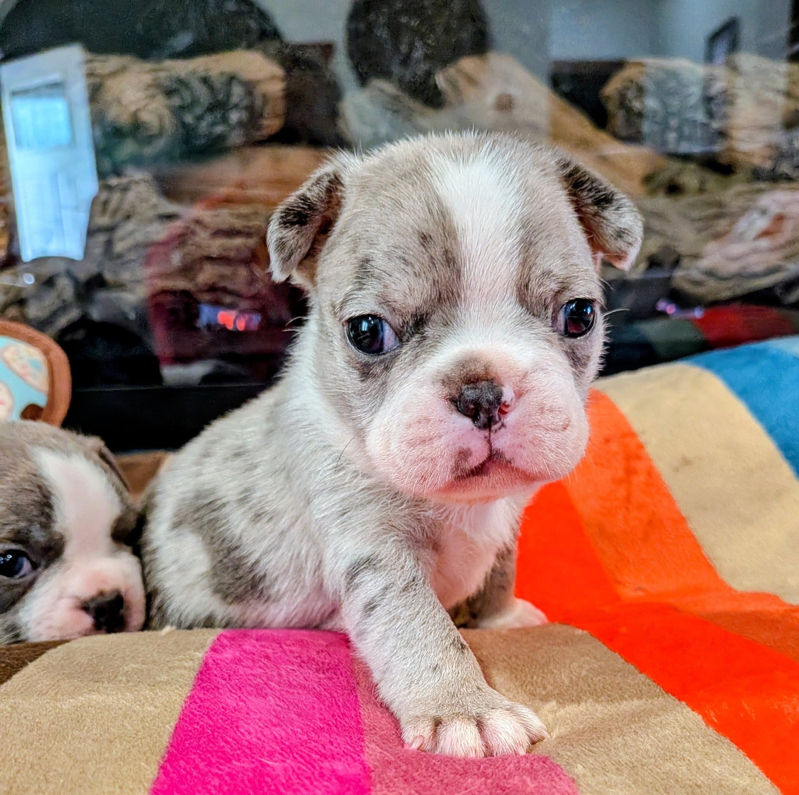 Blue MERLin – Boston Terrier puppy for sale in Stewartsville, MO