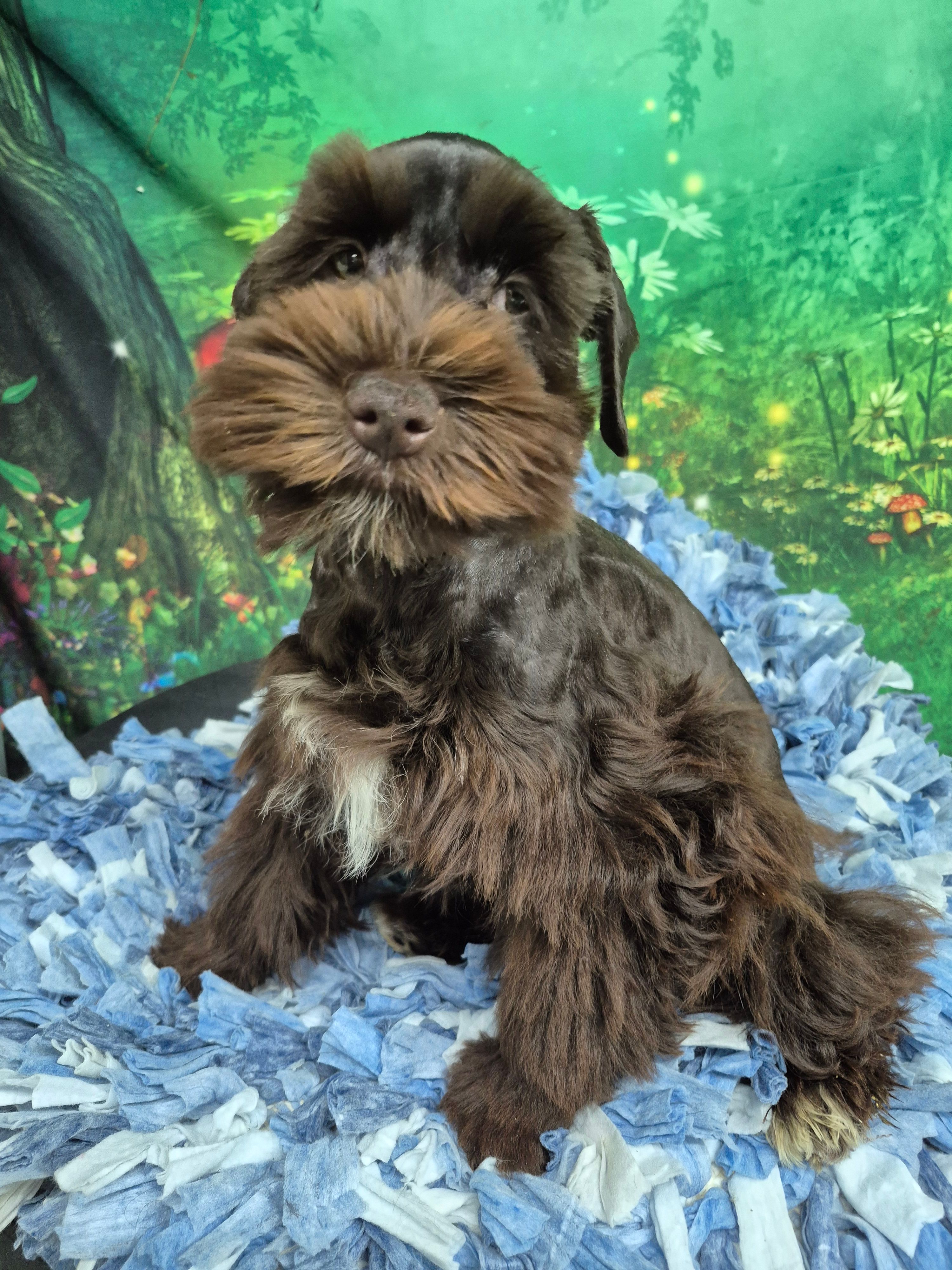 Choco boy – Miniature Schnauzer puppy for sale in Mount Carmel, TN