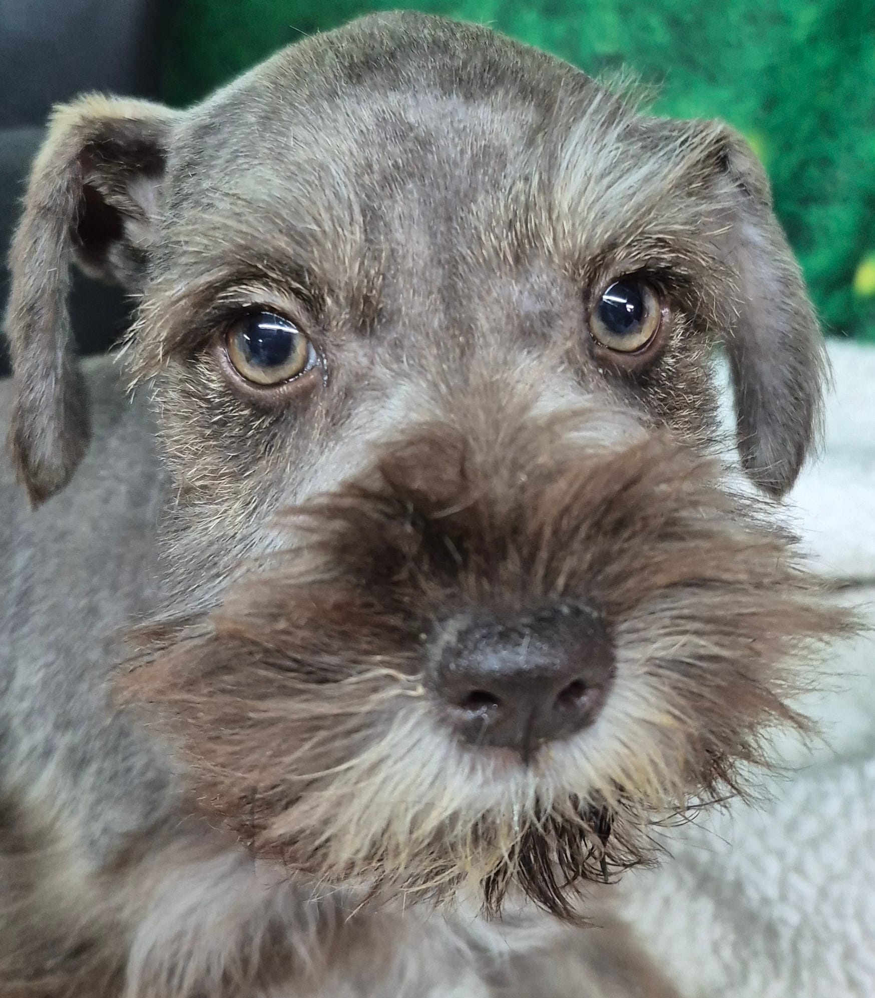 Bea green eyes  – Miniature Schnauzer puppy for sale in Mount Carmel, TN