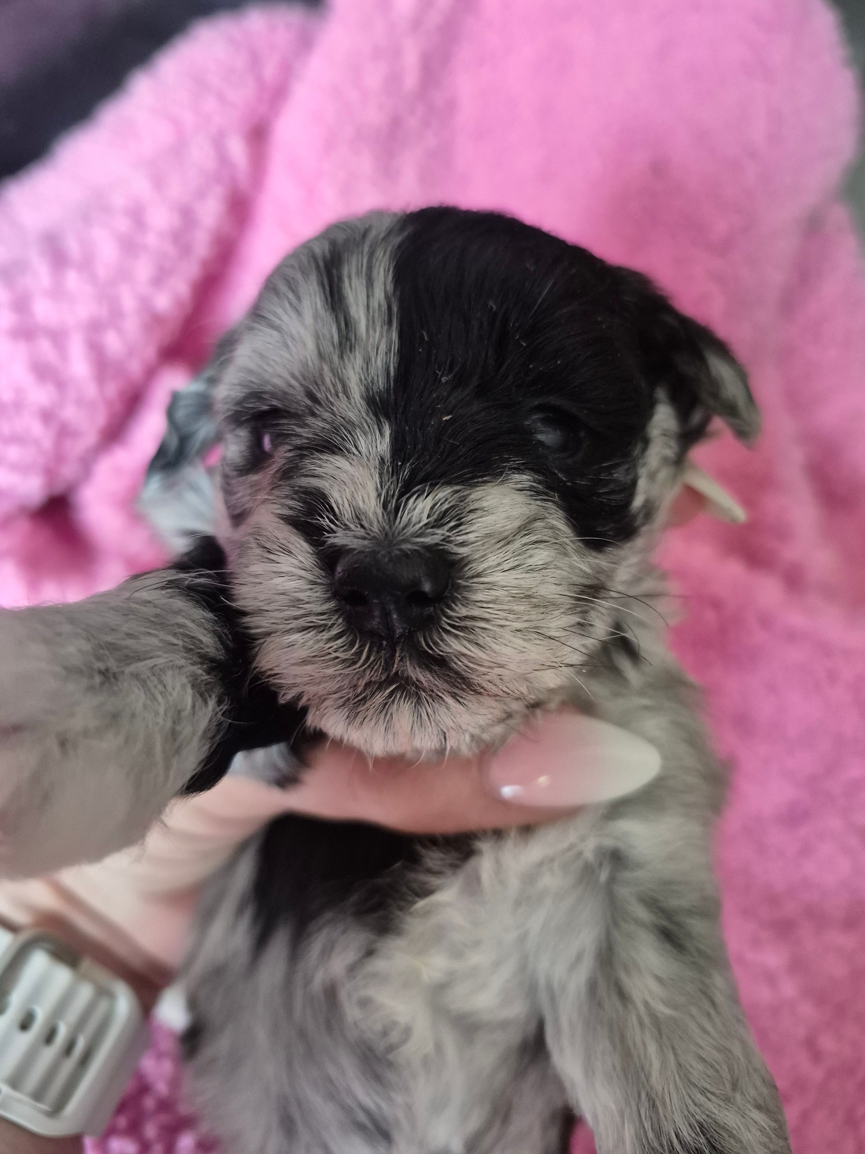 Pirate girl – Miniature Schnauzer puppy for sale in Mount Carmel, TN
