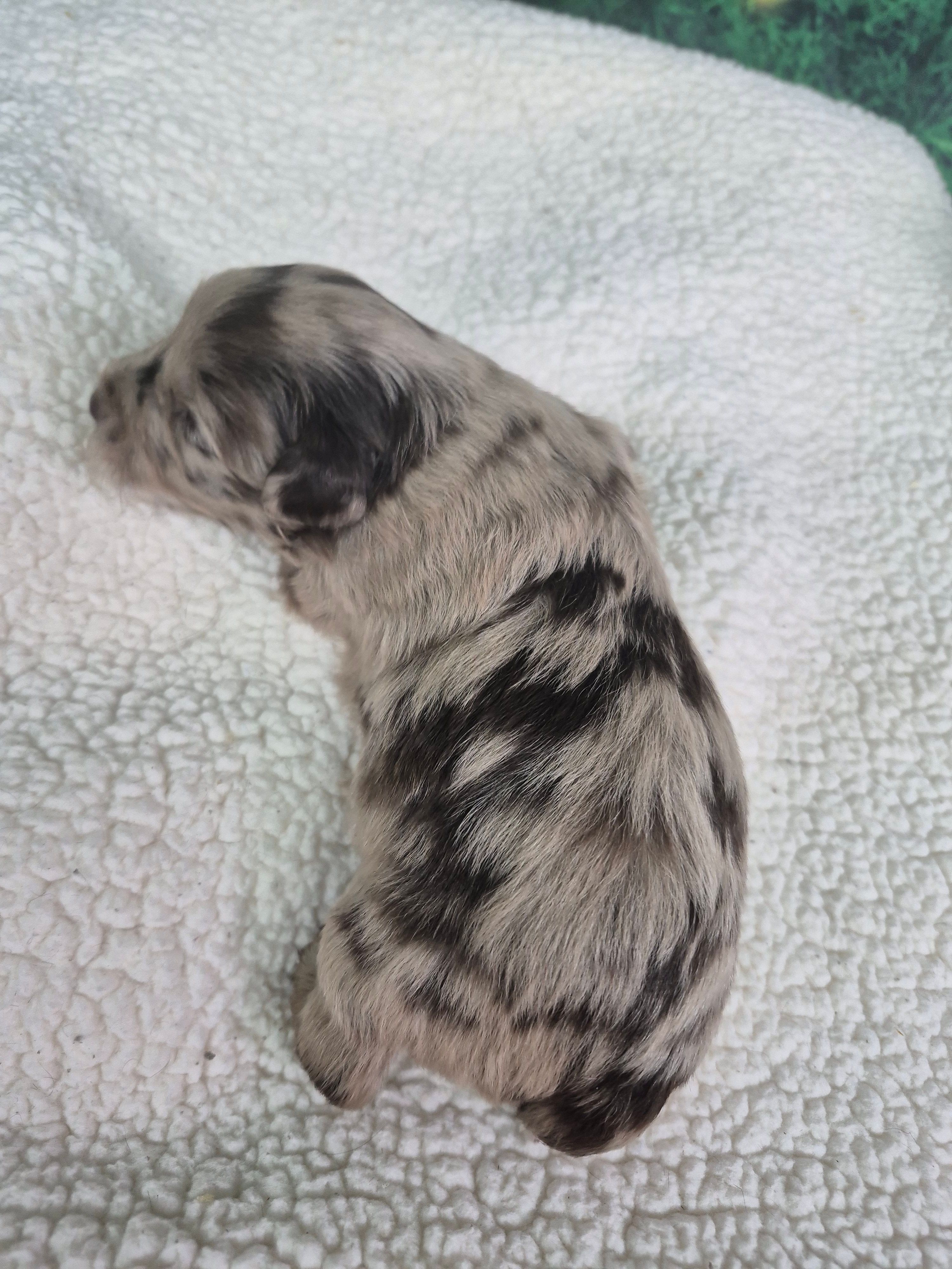 Patches – Miniature Schnauzer puppy for sale in Mount Carmel, TN