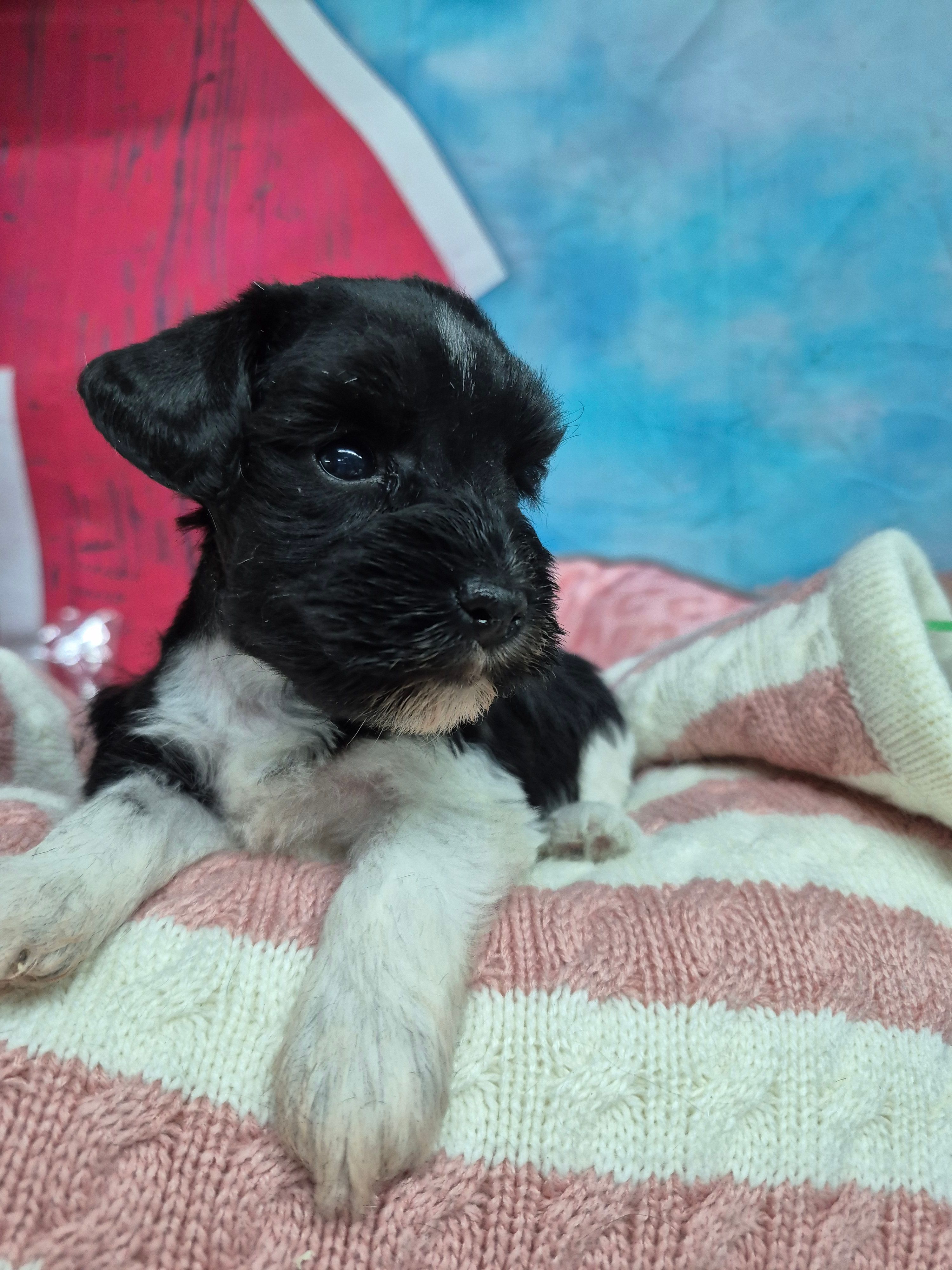 B/W parti girl – Miniature Schnauzer puppy for sale in Mount Carmel, TN