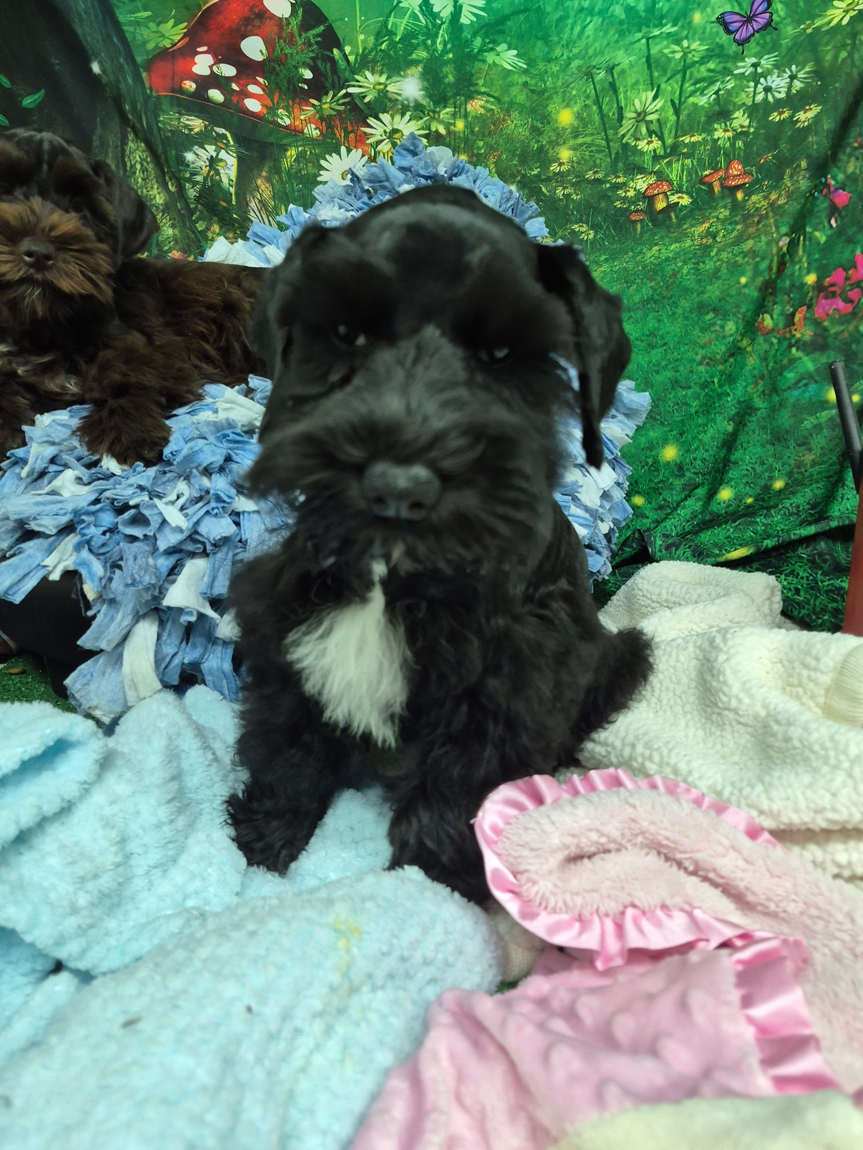 Midnight – Miniature Schnauzer puppy for sale in Mount Carmel, TN