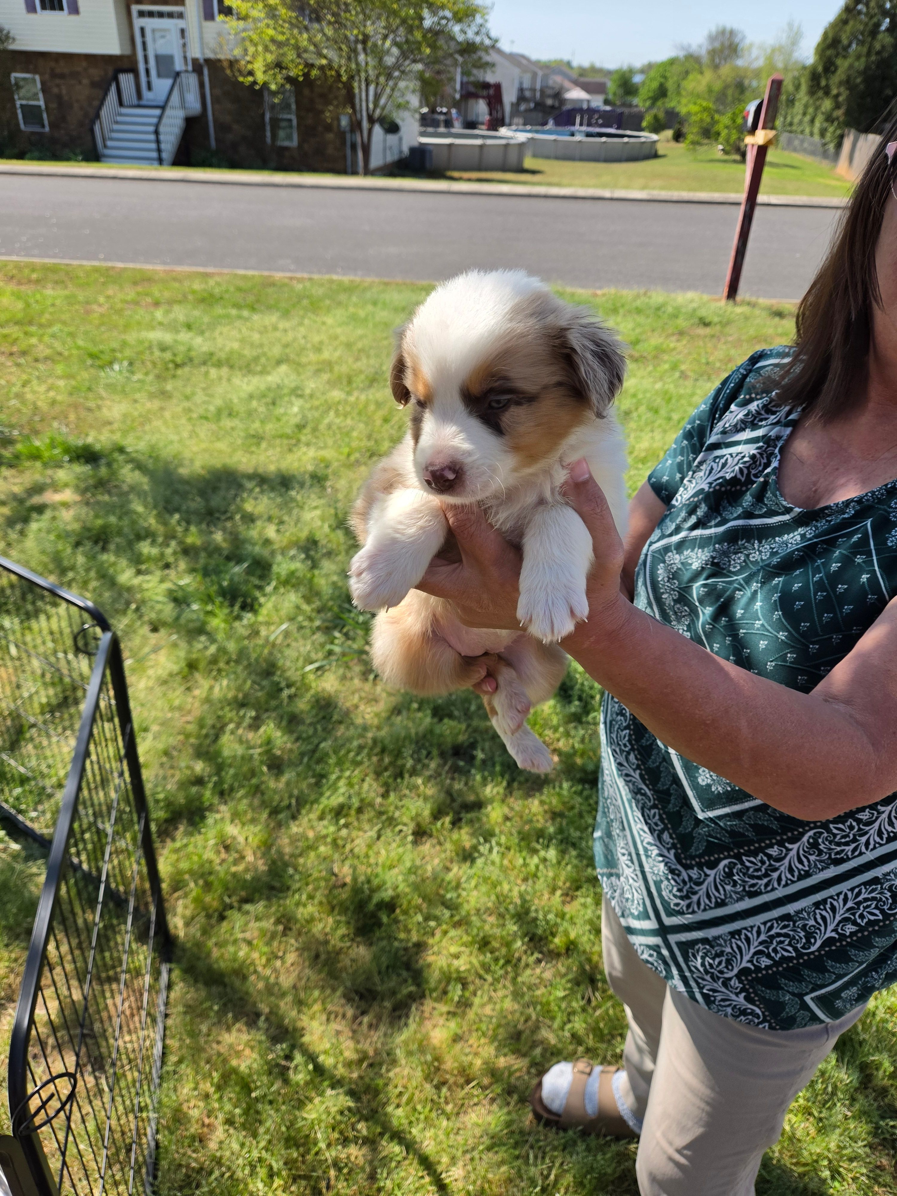 Sadie  – Miniature Australian Shepherd puppy for sale in Chatsworth, GA
