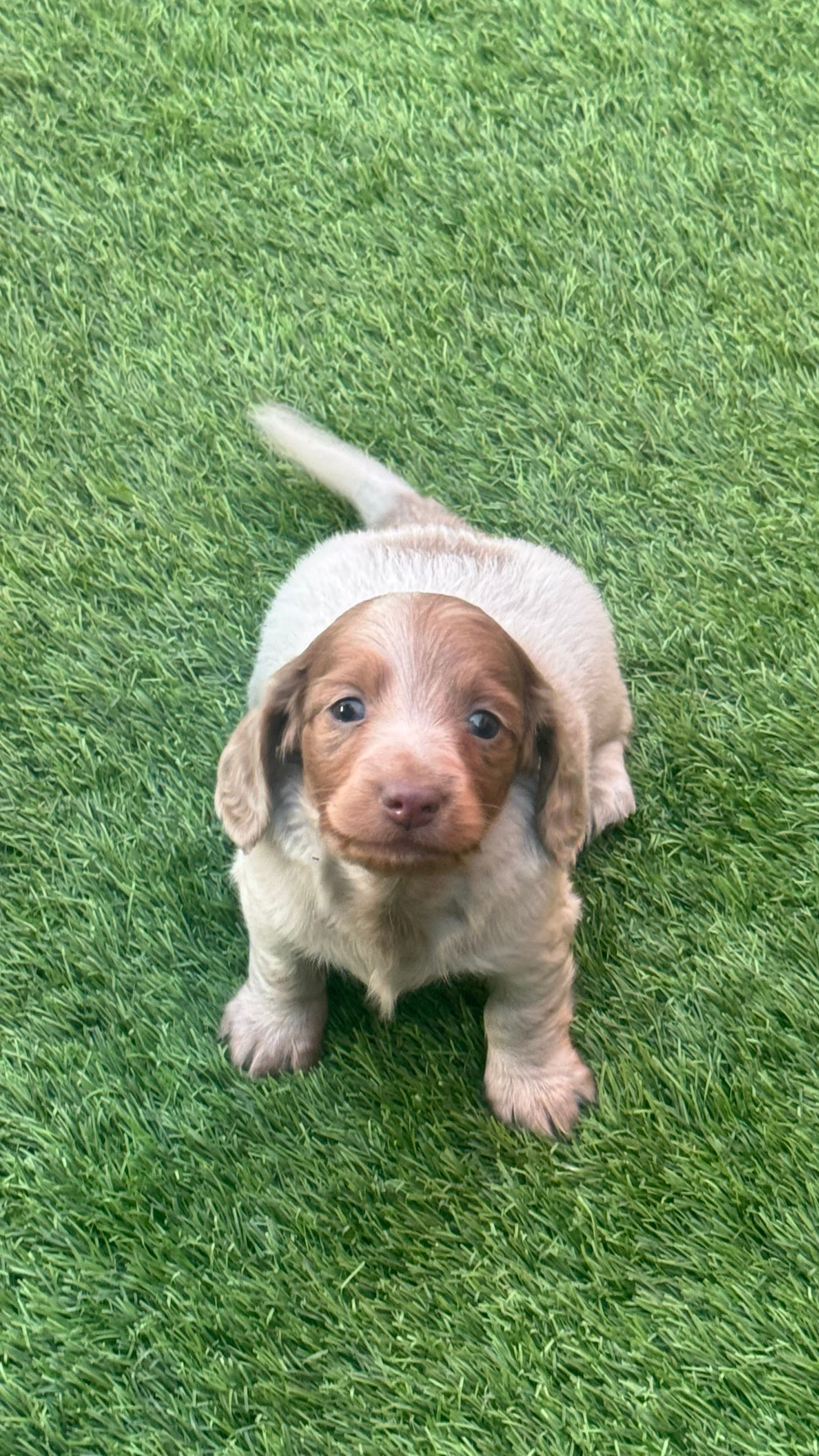 AKC Isabella Dapple Pie Long Coat Male  – Miniature Dachshund puppy for sale in Oakdale, CA