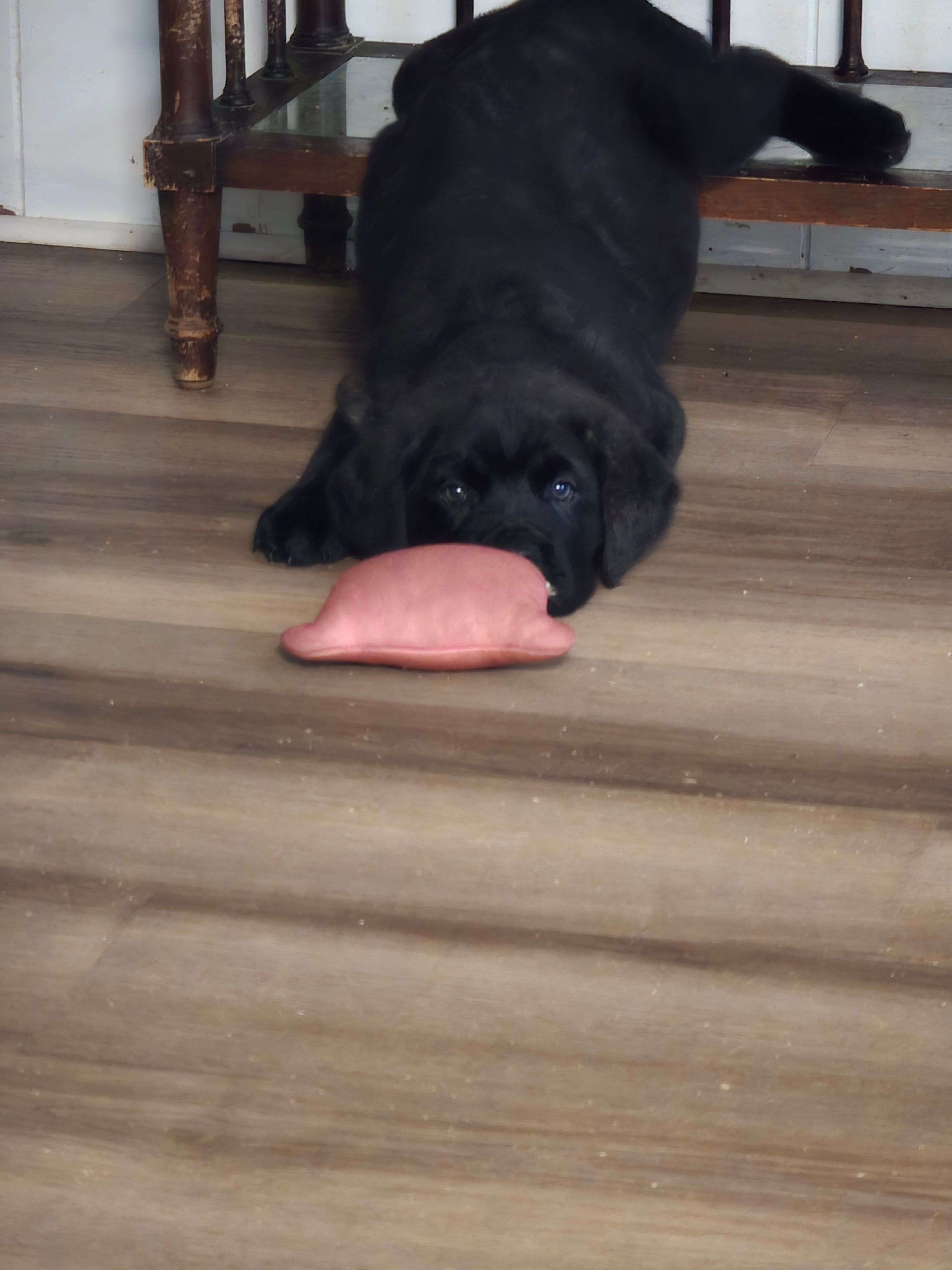 Green Boy  – Cane Corso puppy for sale in East Bend, NC