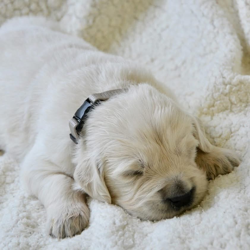 Bamboo Boy 3 – English Cream Golden Retriever puppy for sale in Fort Morgan, CO