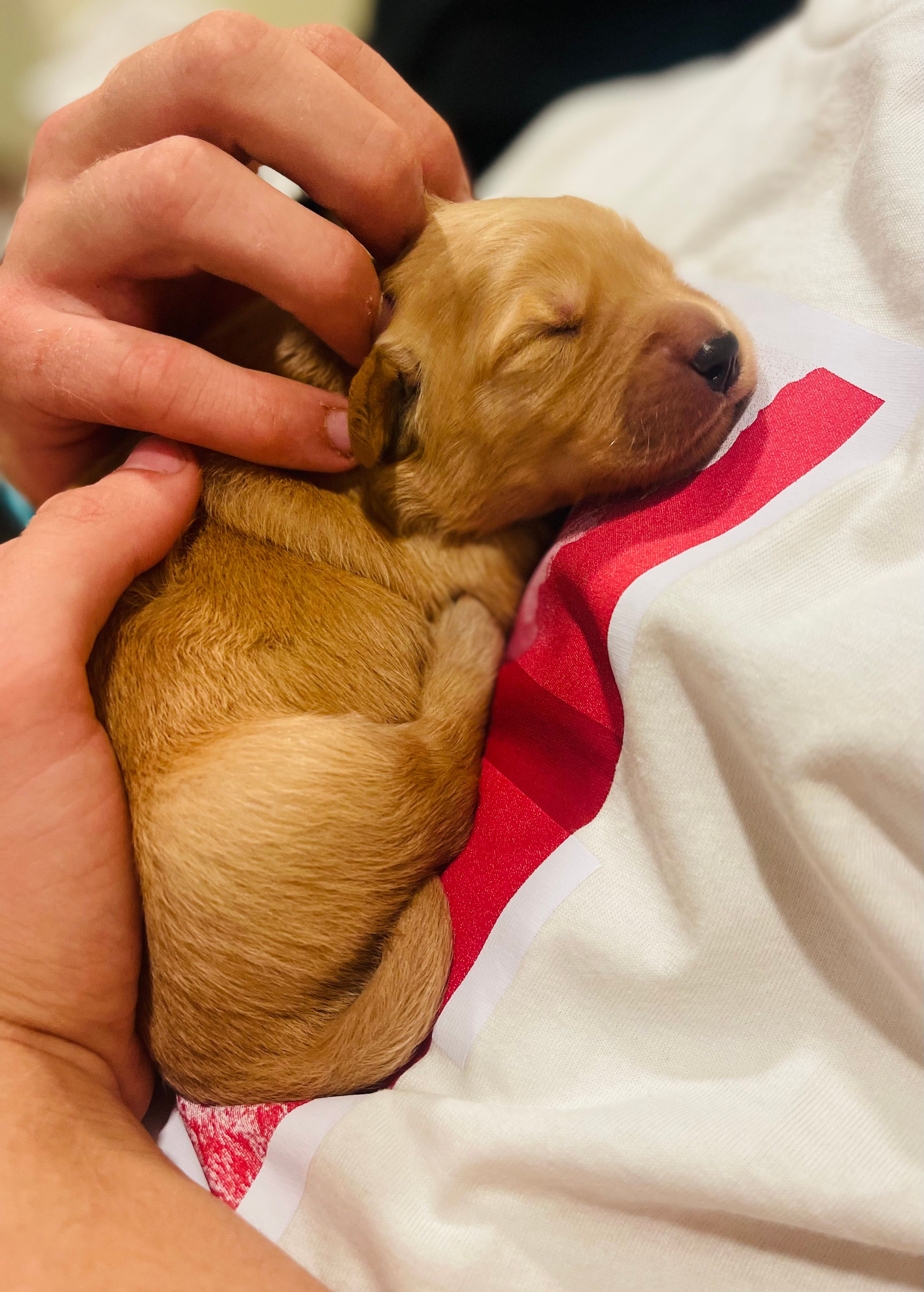 Bravo – Golden Retriever puppy for sale in Tulsa, OK