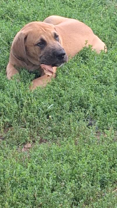 Nevada Daniff, a male Great Dane and English Mastiff for sale in Foreston, MN – 2 of 10