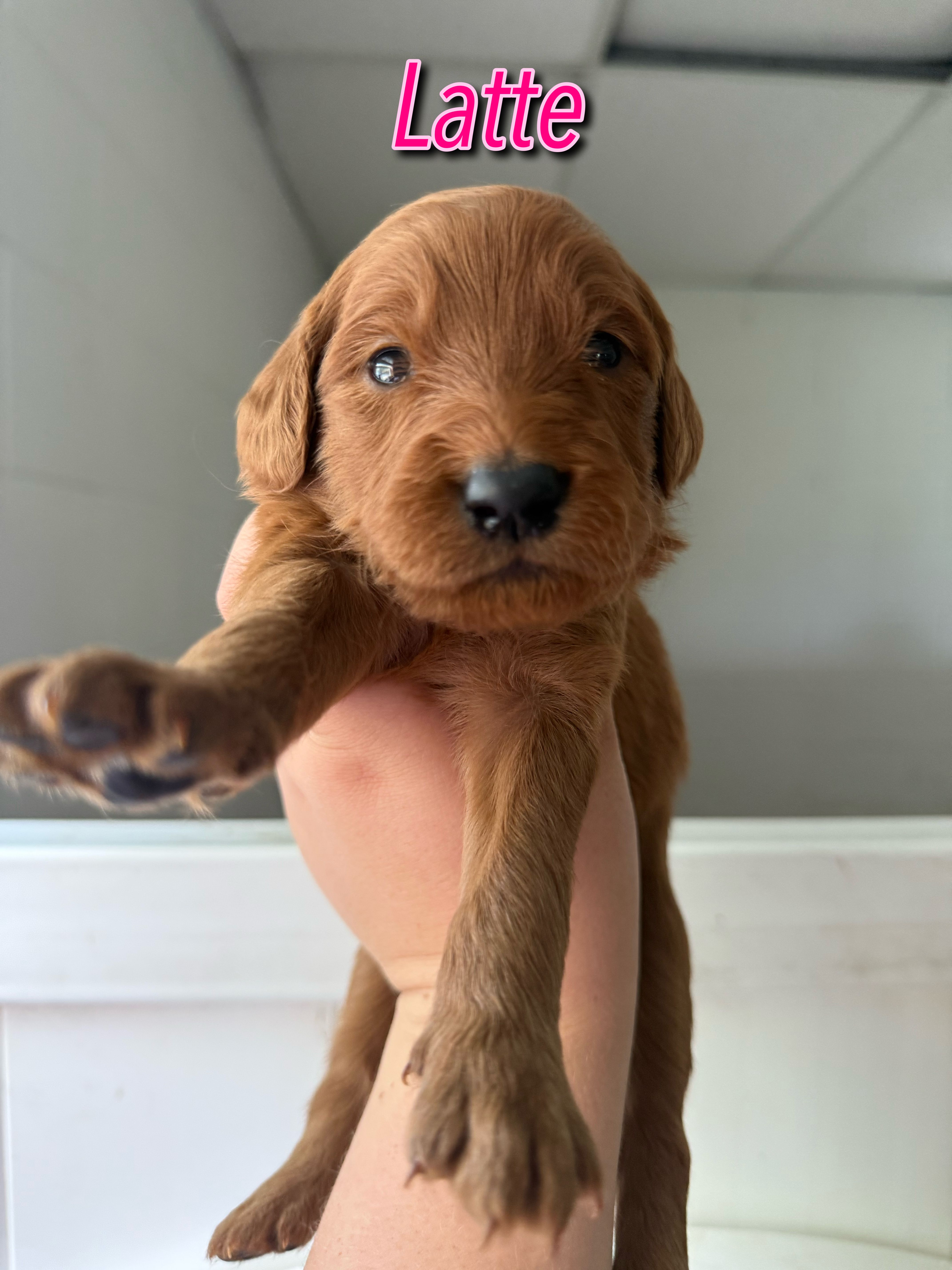 Latte – Goldendoodle, Irish Doodle puppy for sale in Sparta, TN