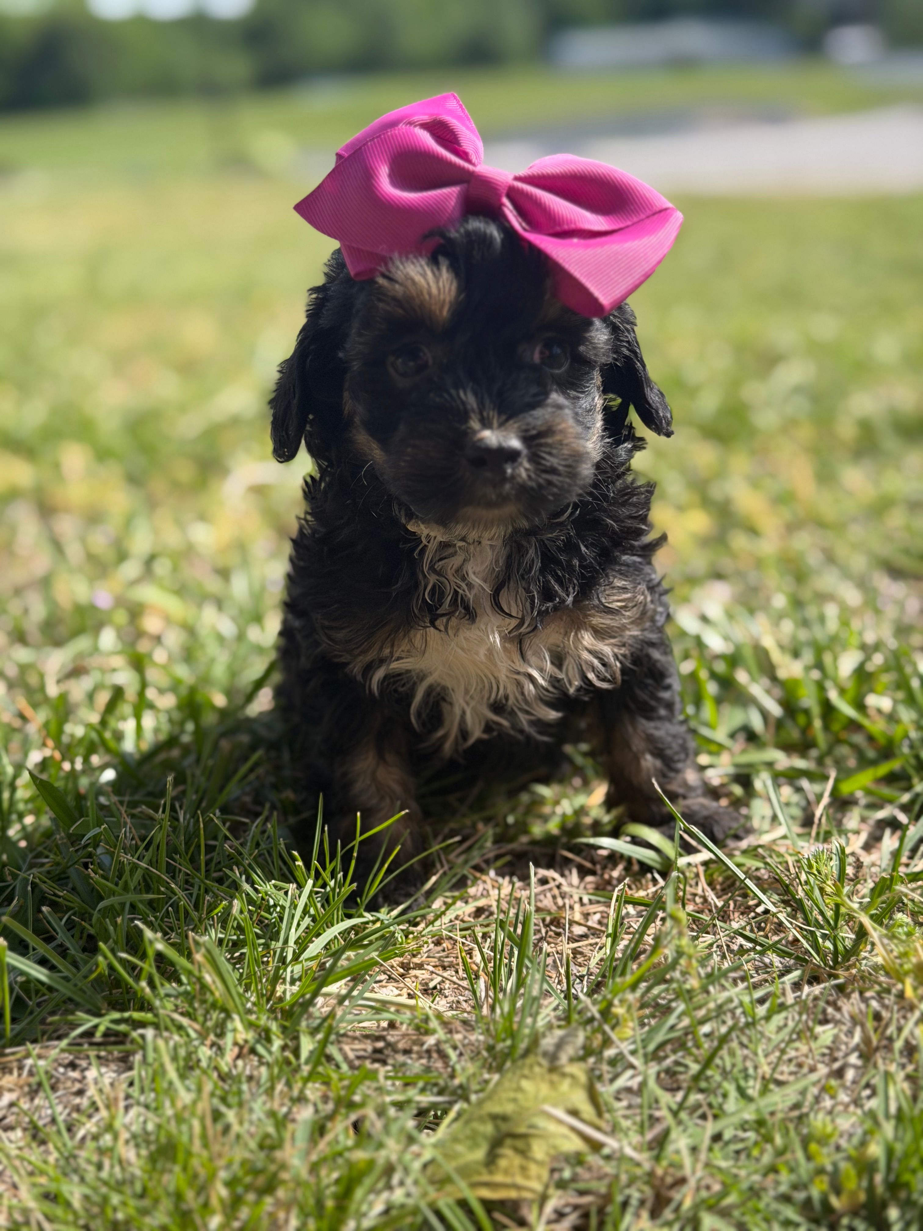Bernadette  – Cavapoo puppy for sale in Mayfield, KY