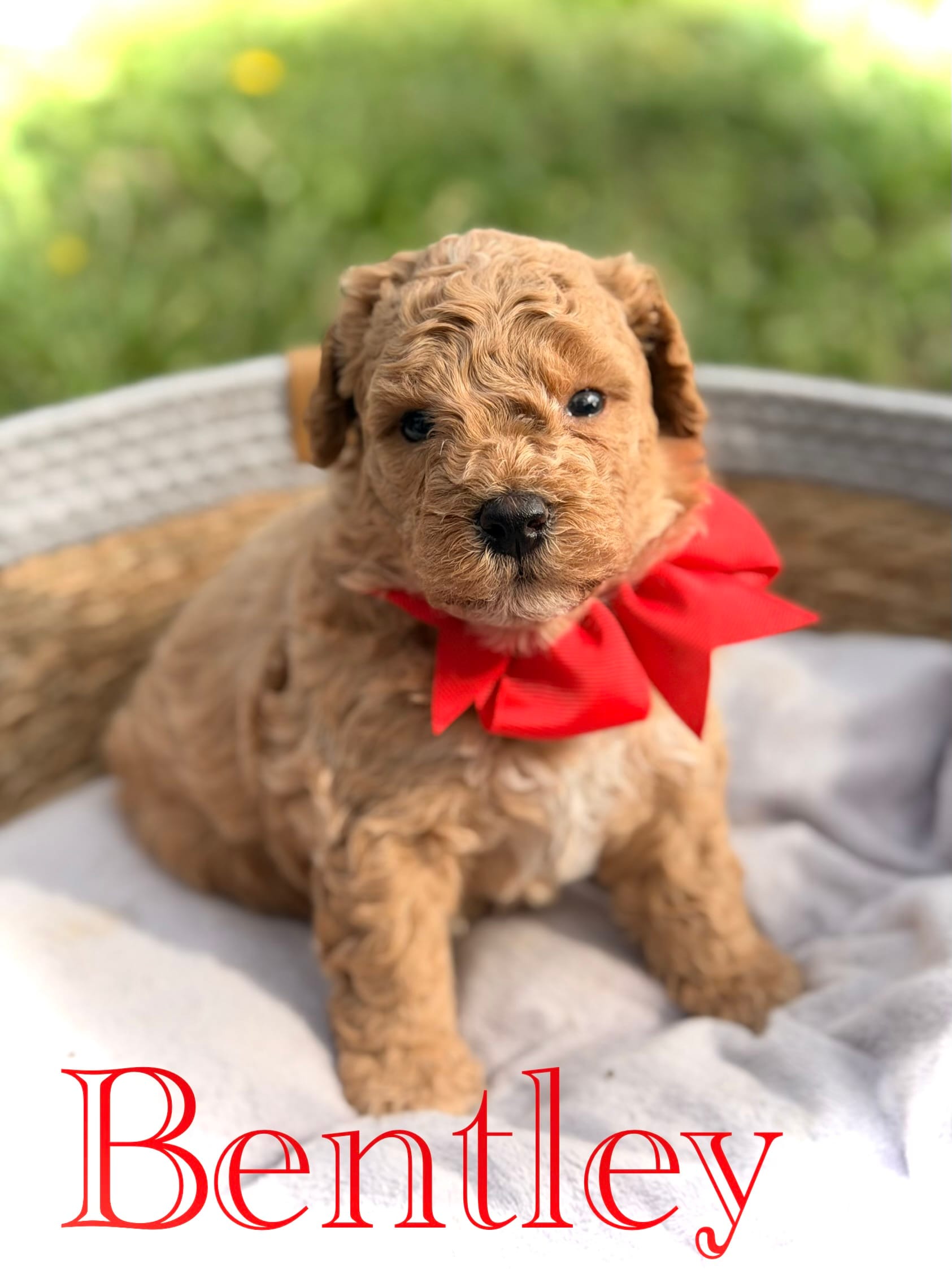 Bentley  – Cavapoo puppy for sale in Mayfield, KY