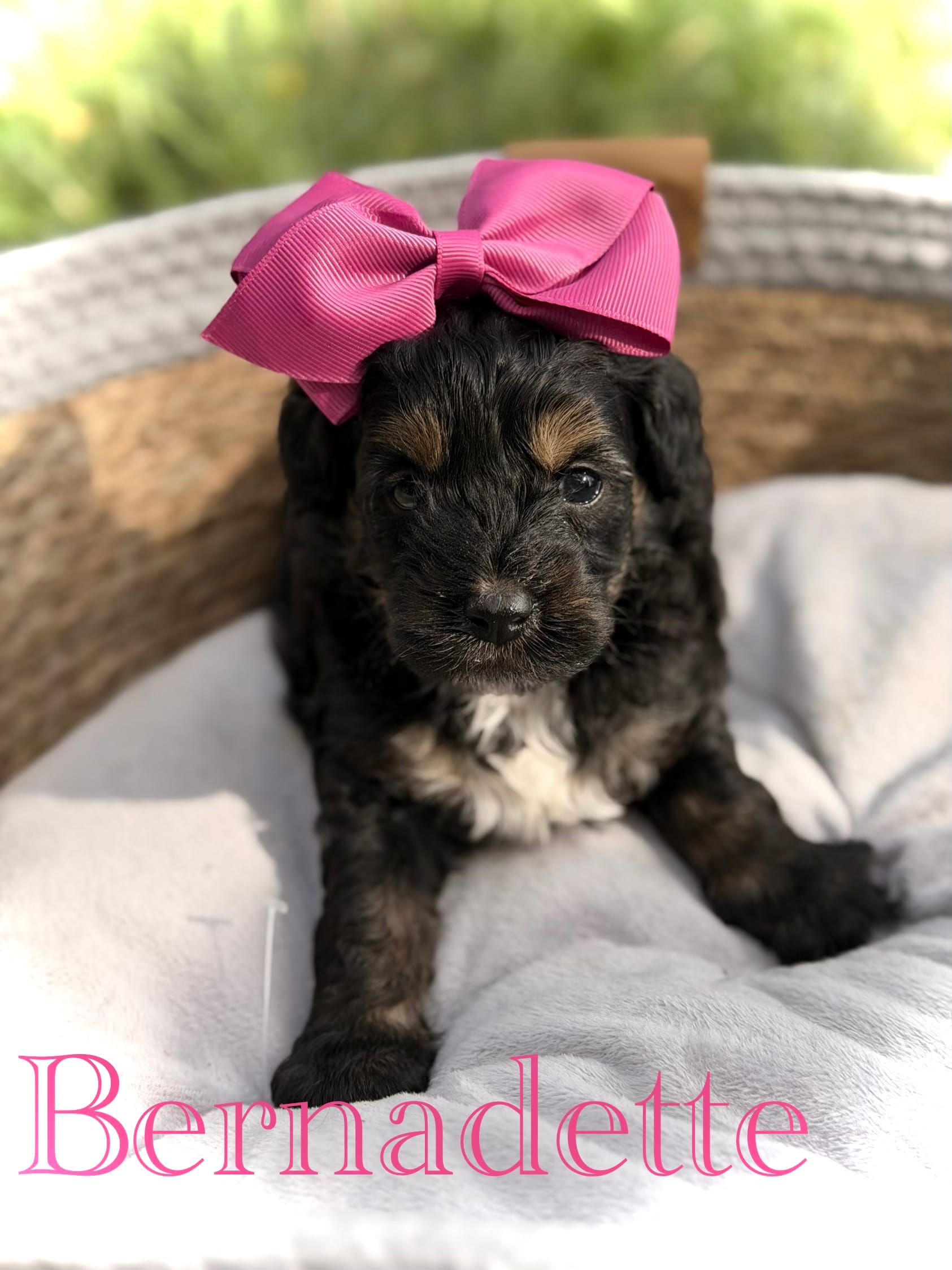 Bernadette  – Cavapoo puppy for sale in Mayfield, KY