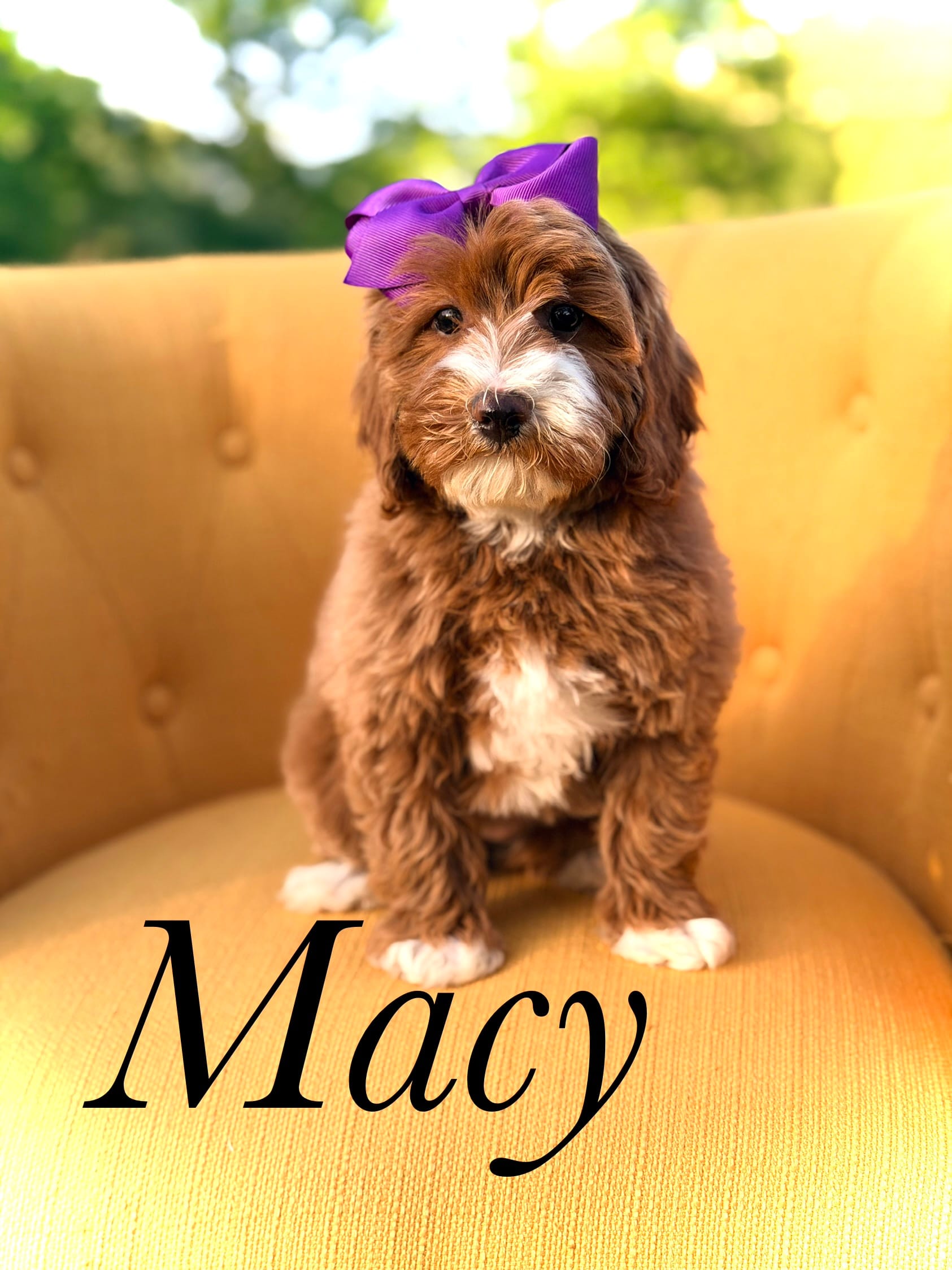Macy – Miniature Goldendoodle puppy for sale in Mayfield, KY