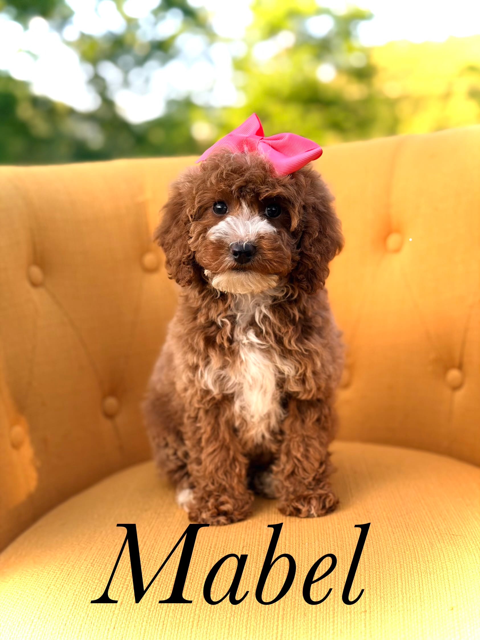 Mabel – Miniature Goldendoodle puppy for sale in Mayfield, KY
