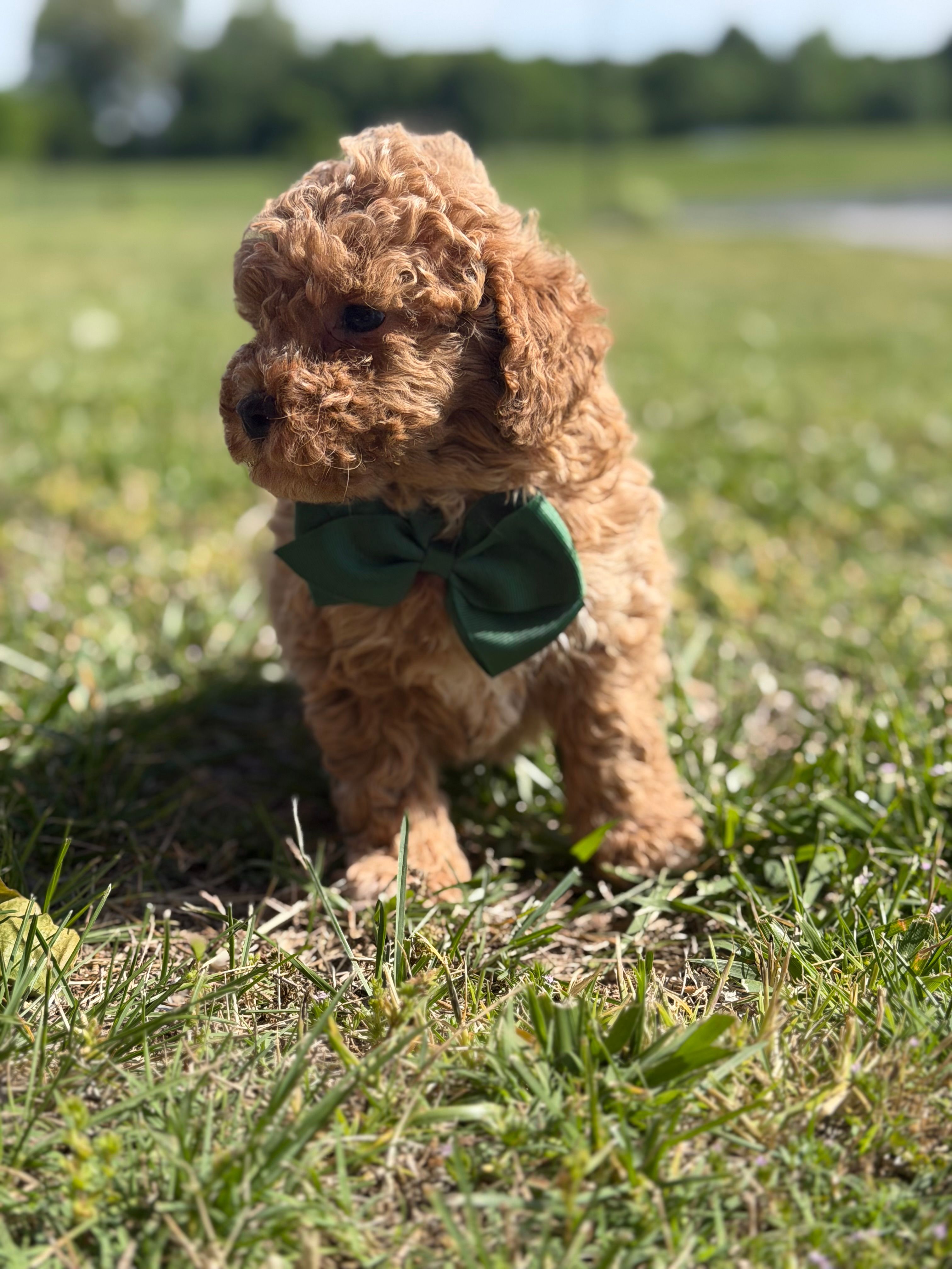 Bentley  – Cavapoo puppy for sale in Mayfield, KY