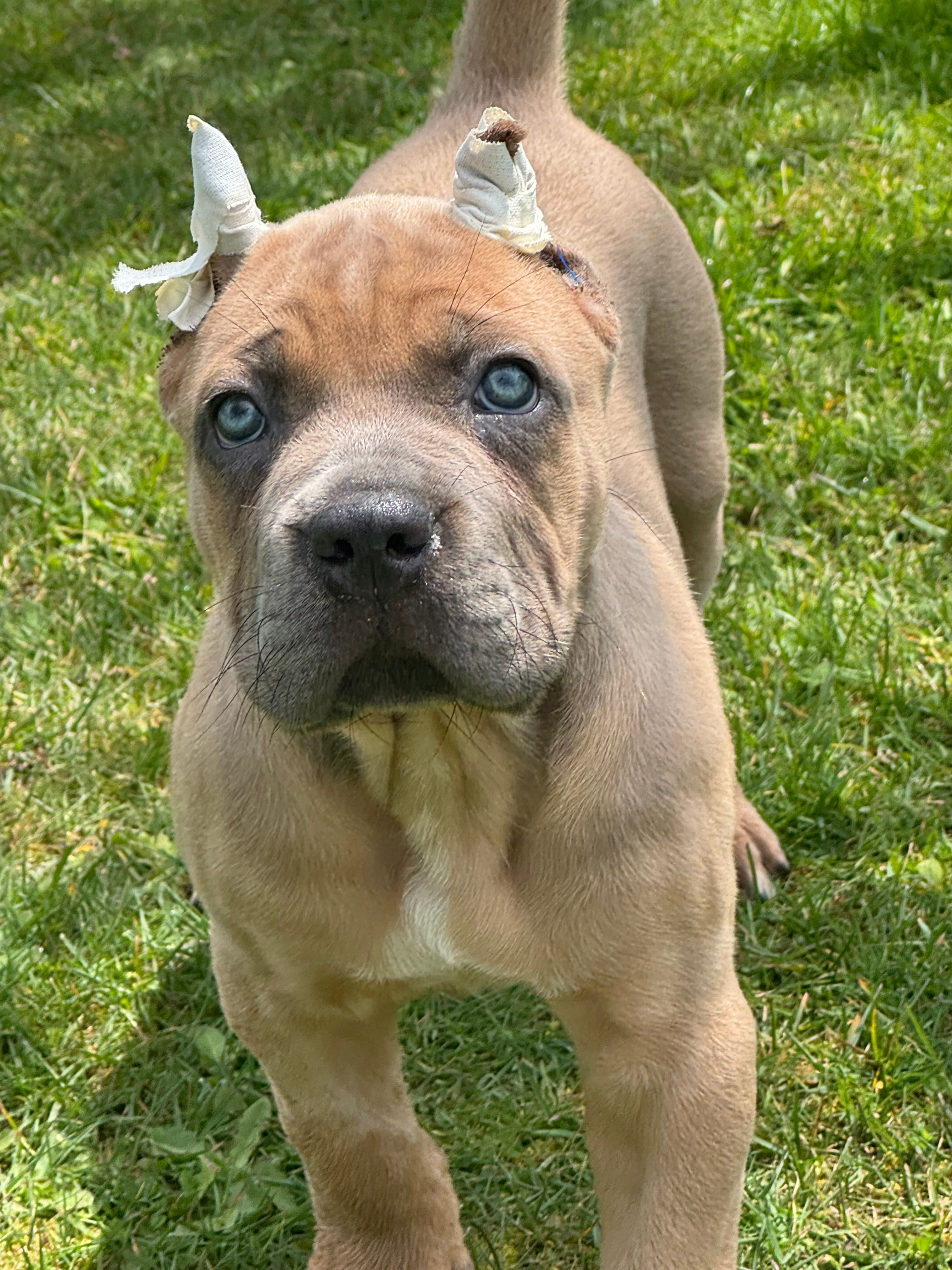 Mona – Cane Corso puppy for sale in Washington, WA