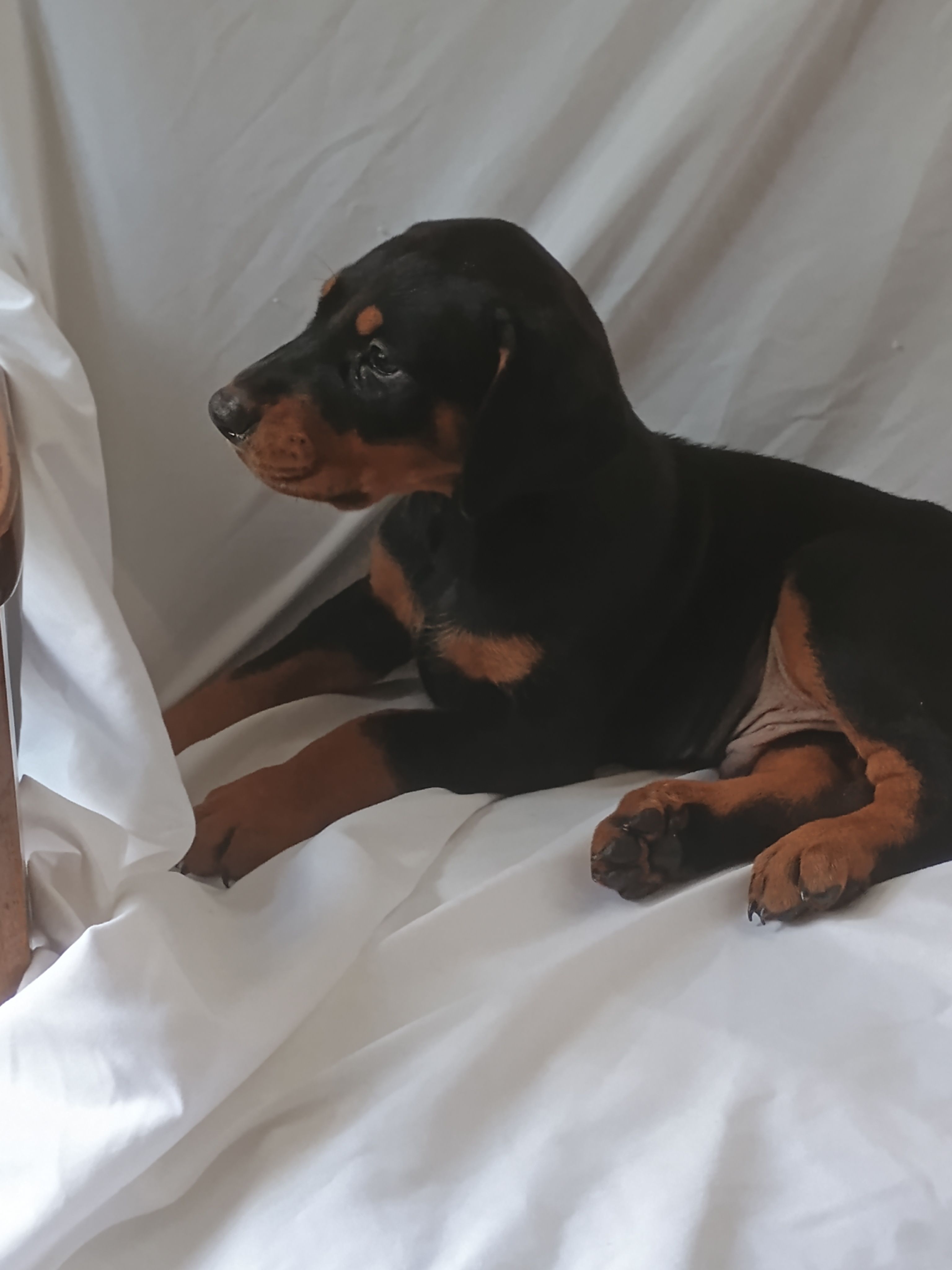 Kateland – Doberman Pinscher puppy for sale in Greer, SC