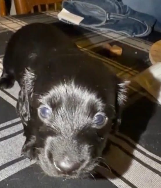 Mr Louie Vitton – Miniature Dachshund puppy for sale in Owensboro, KY