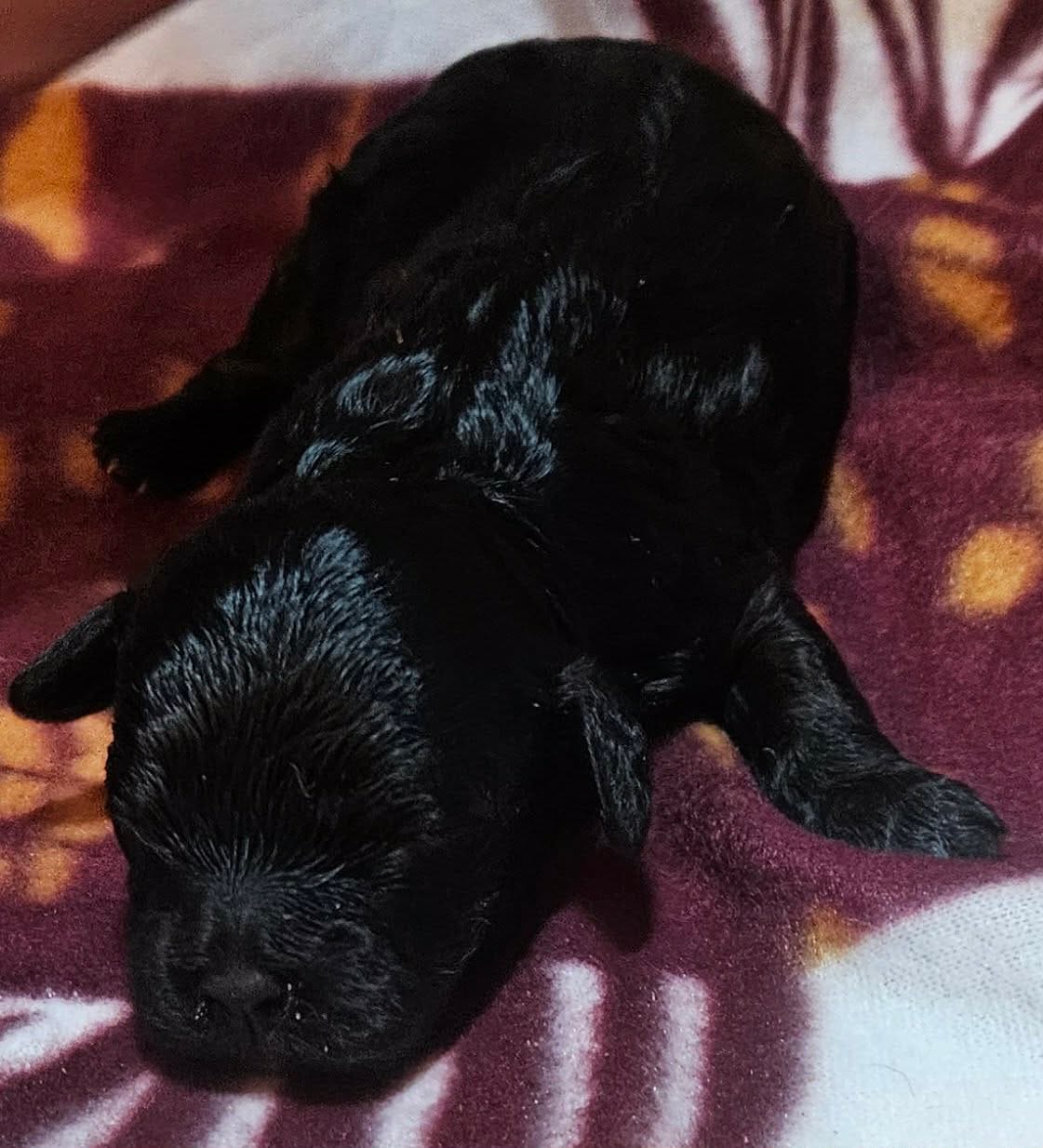 Dorian – Cavapoo puppy for sale in Rutherfordton, NC