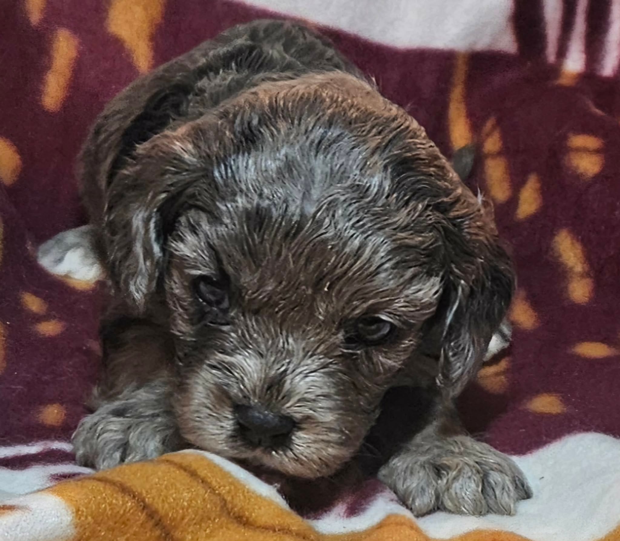 Dana – Cavapoo puppy for sale in Rutherfordton, NC