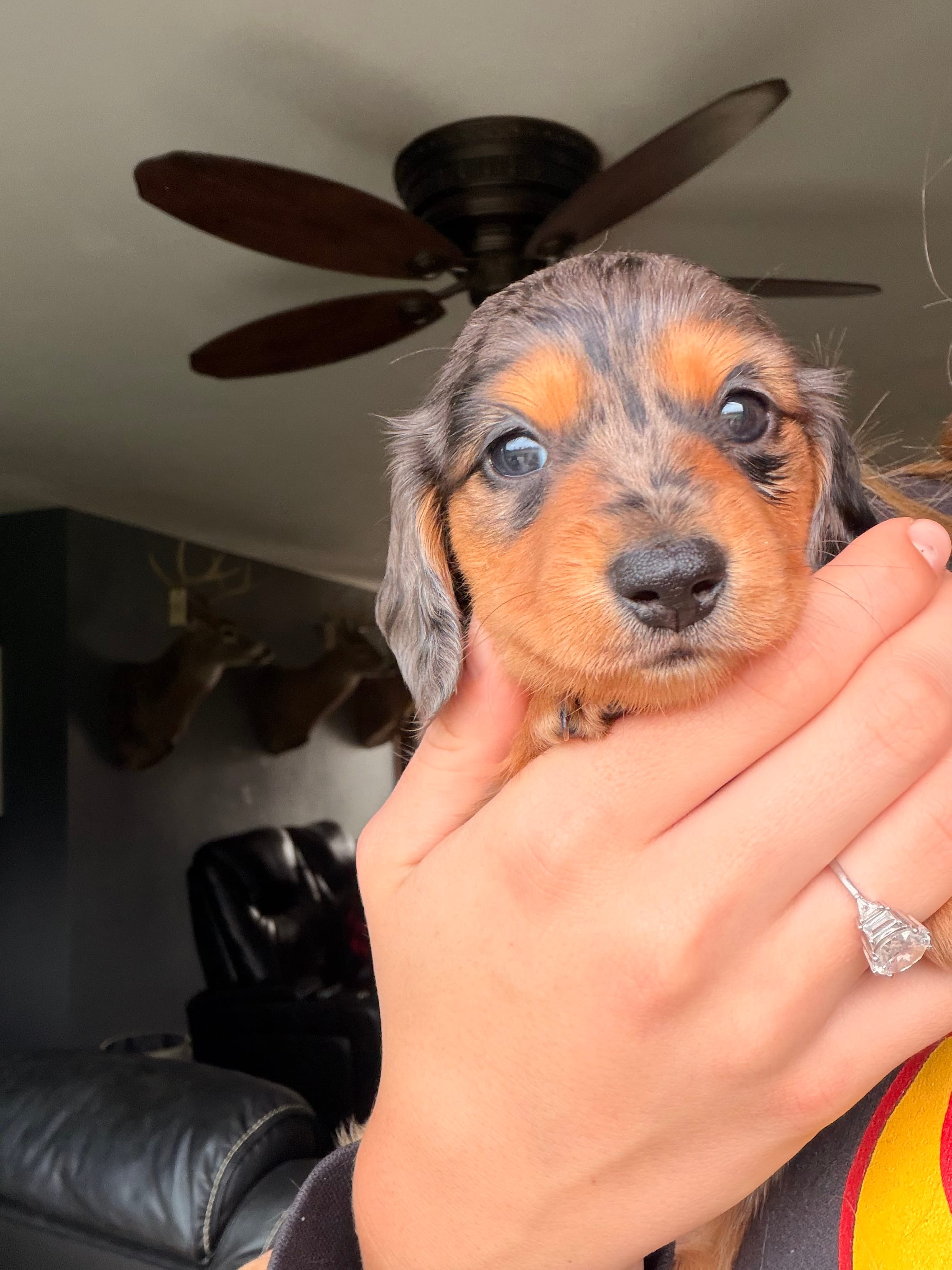 Chunk – Miniature Dachshund puppy for sale in Goshen, IN