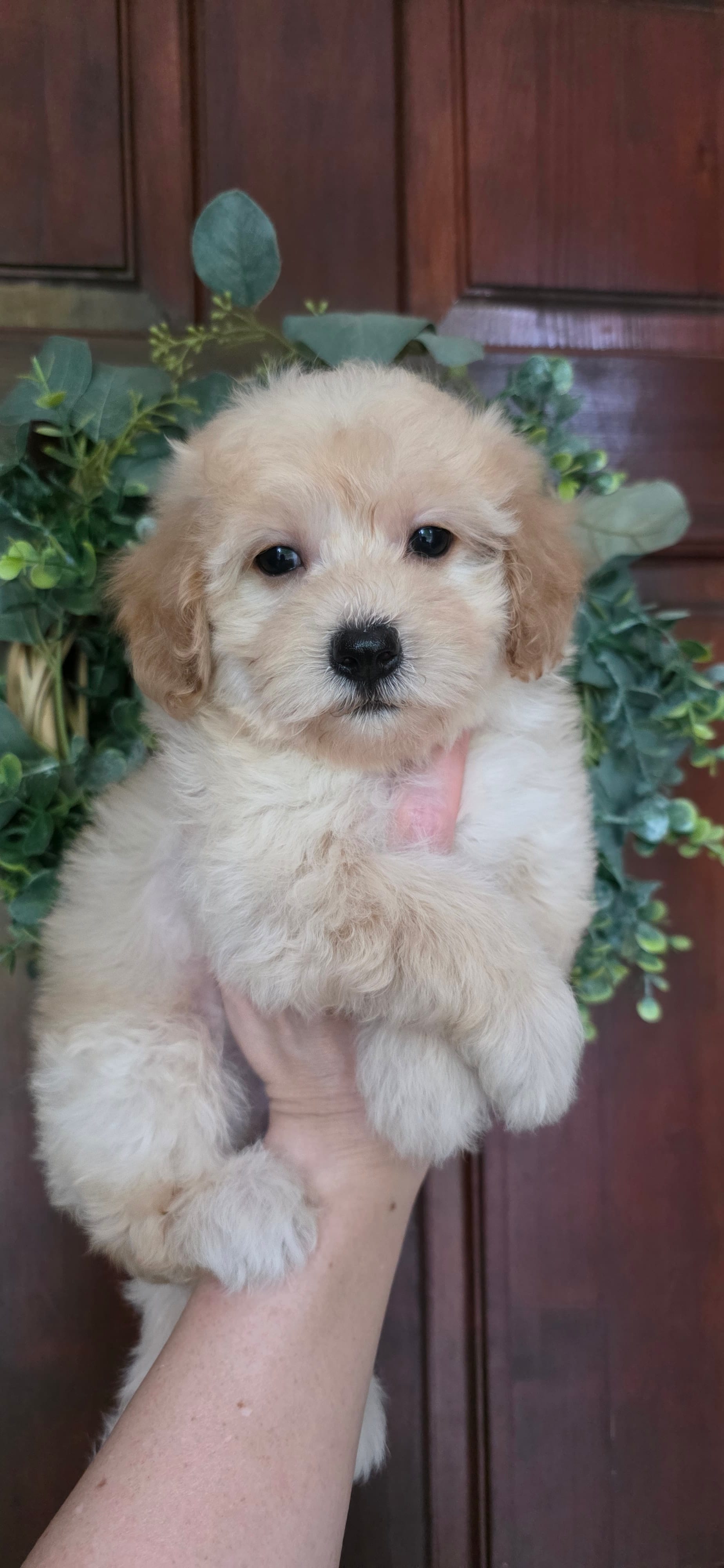 B1 – Maltipoo puppy for sale in Monroe, NC