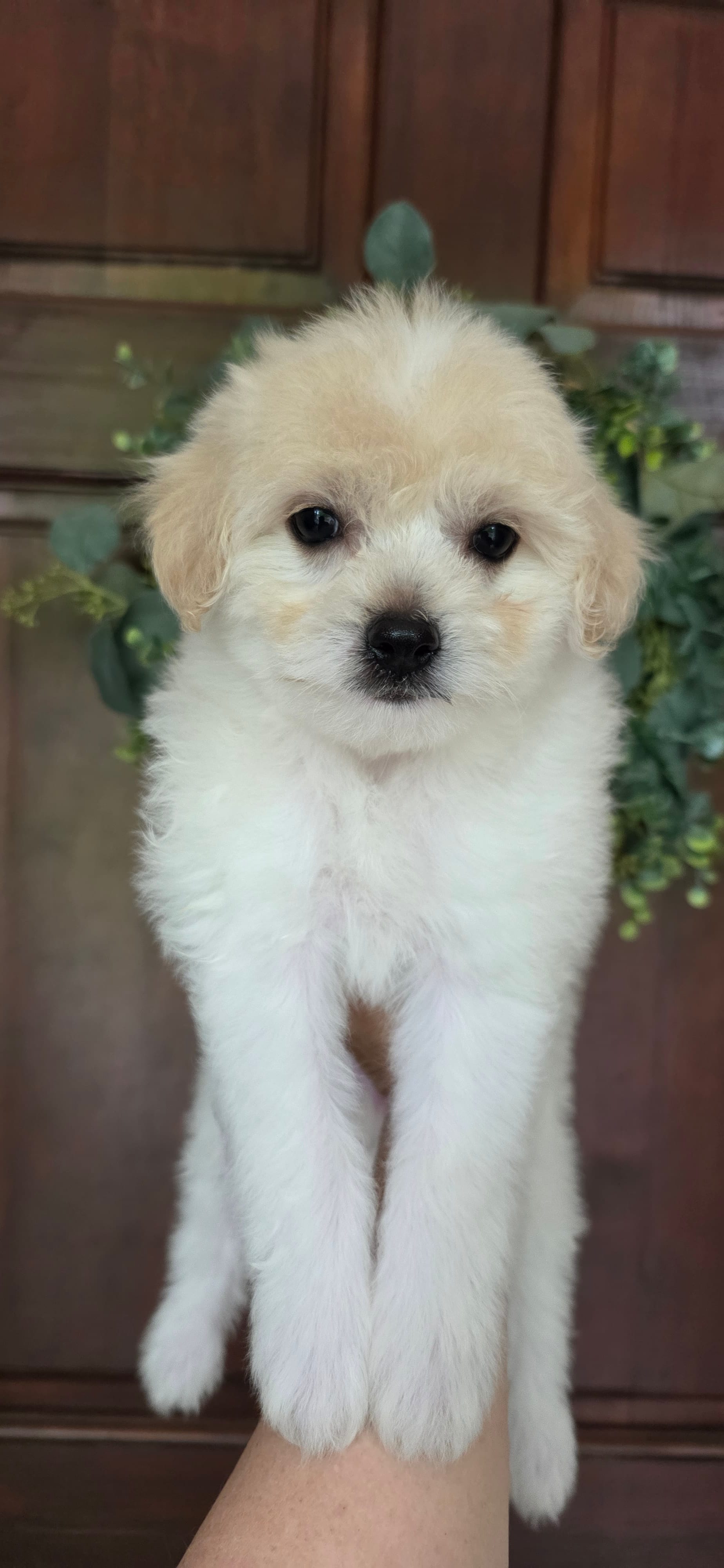 B4 – Maltipoo puppy for sale in Monroe, NC